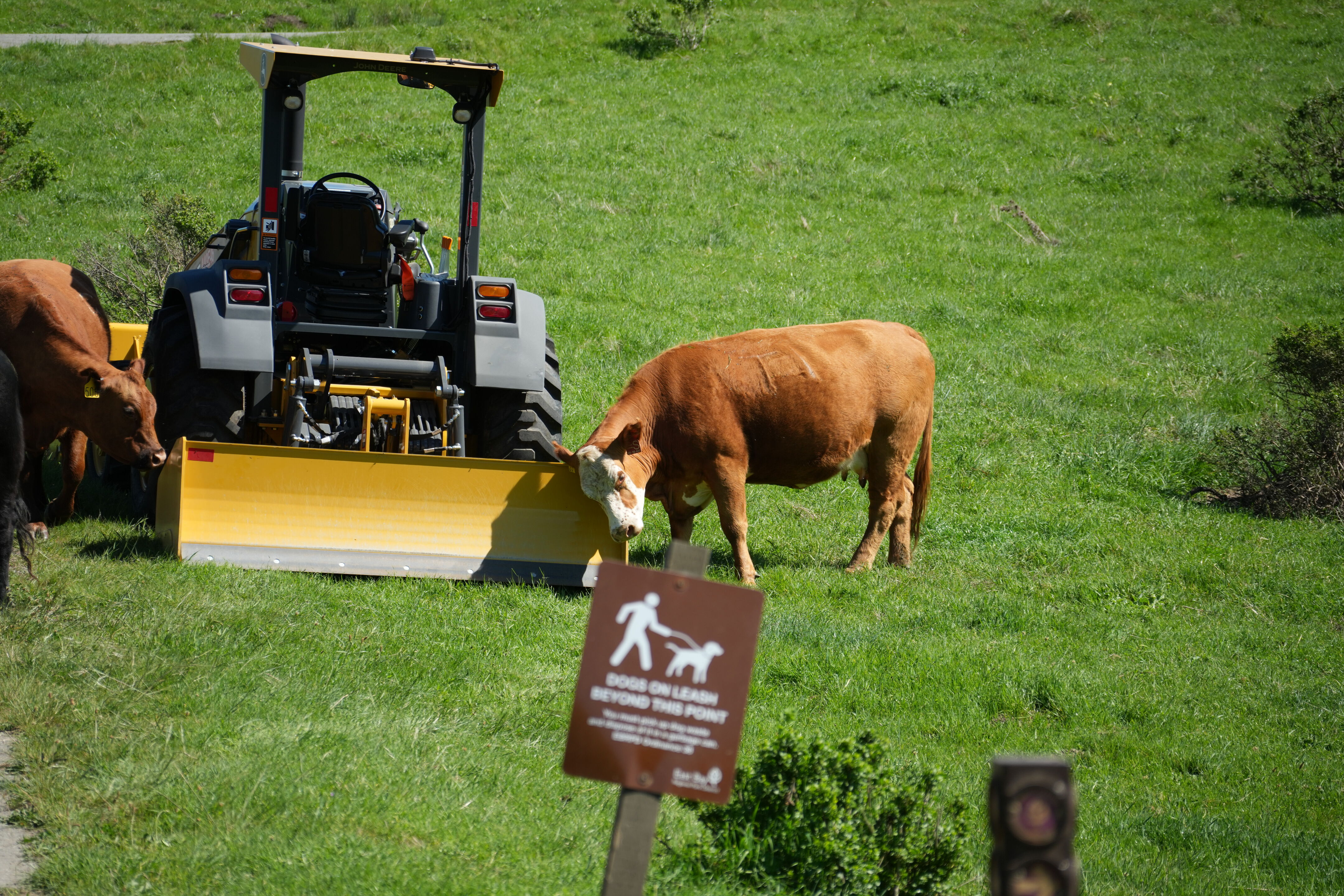 Wildcat Canyon Regional Park