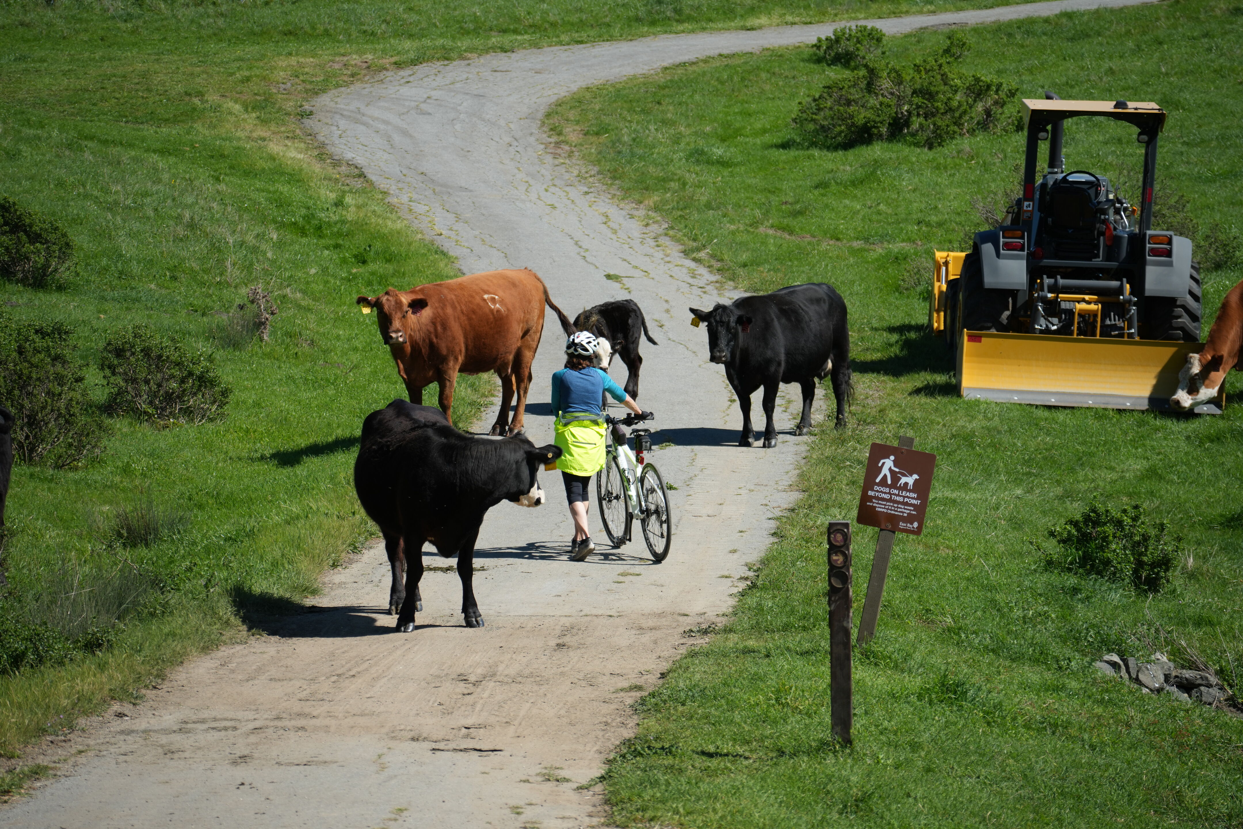 Wildcat Canyon Regional Park