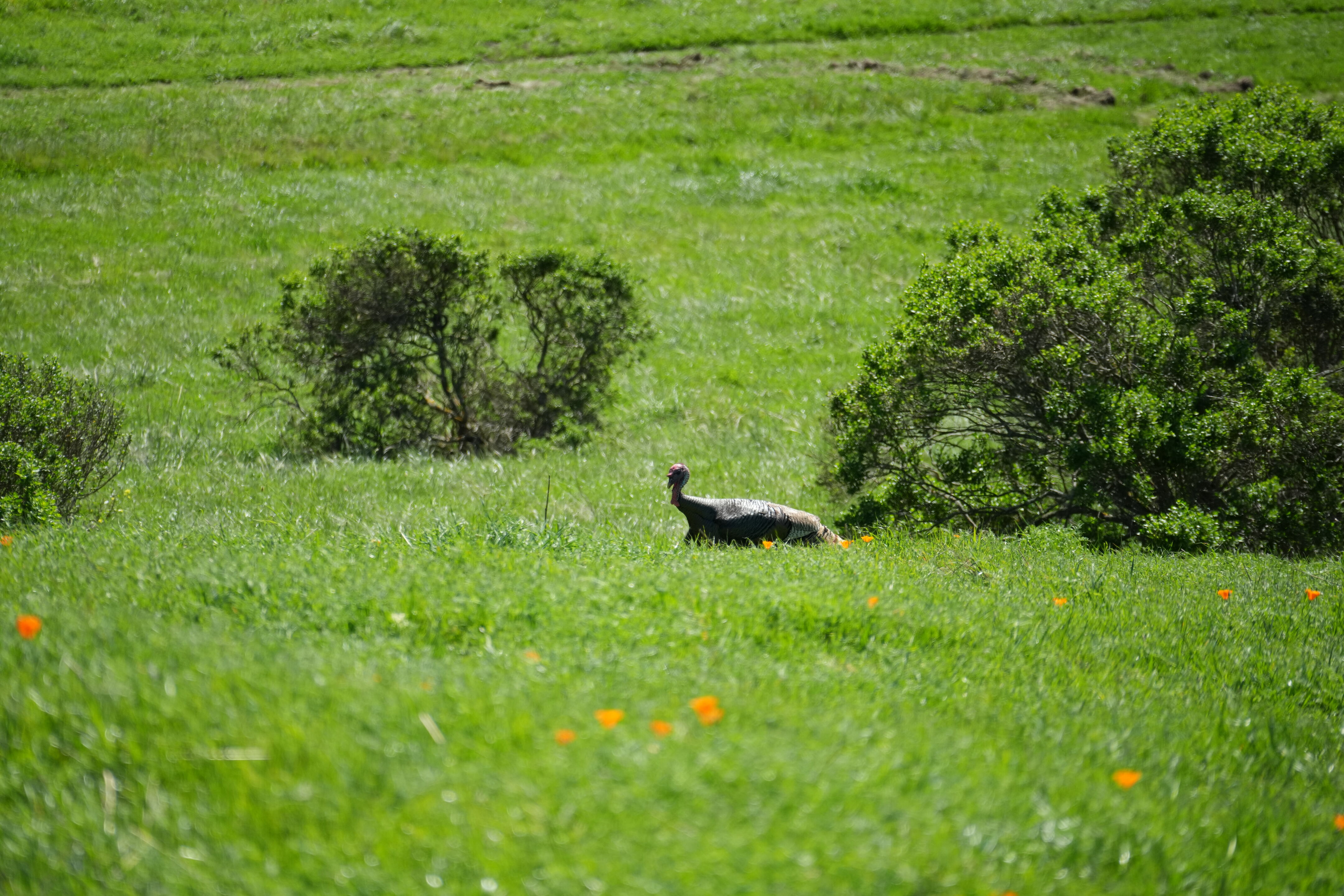 Wildcat Canyon Regional Park
