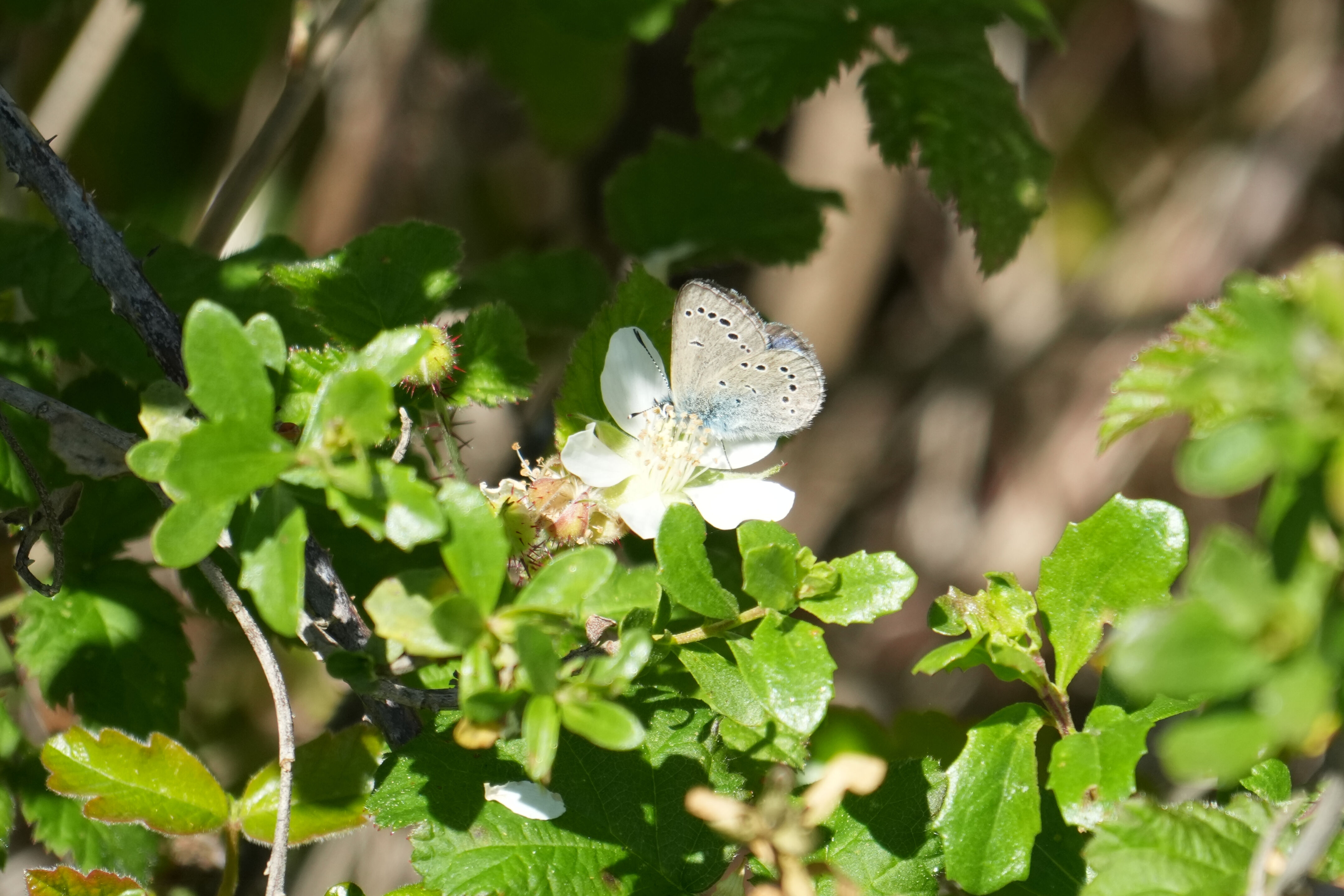 Wildcat Canyon Regional Park