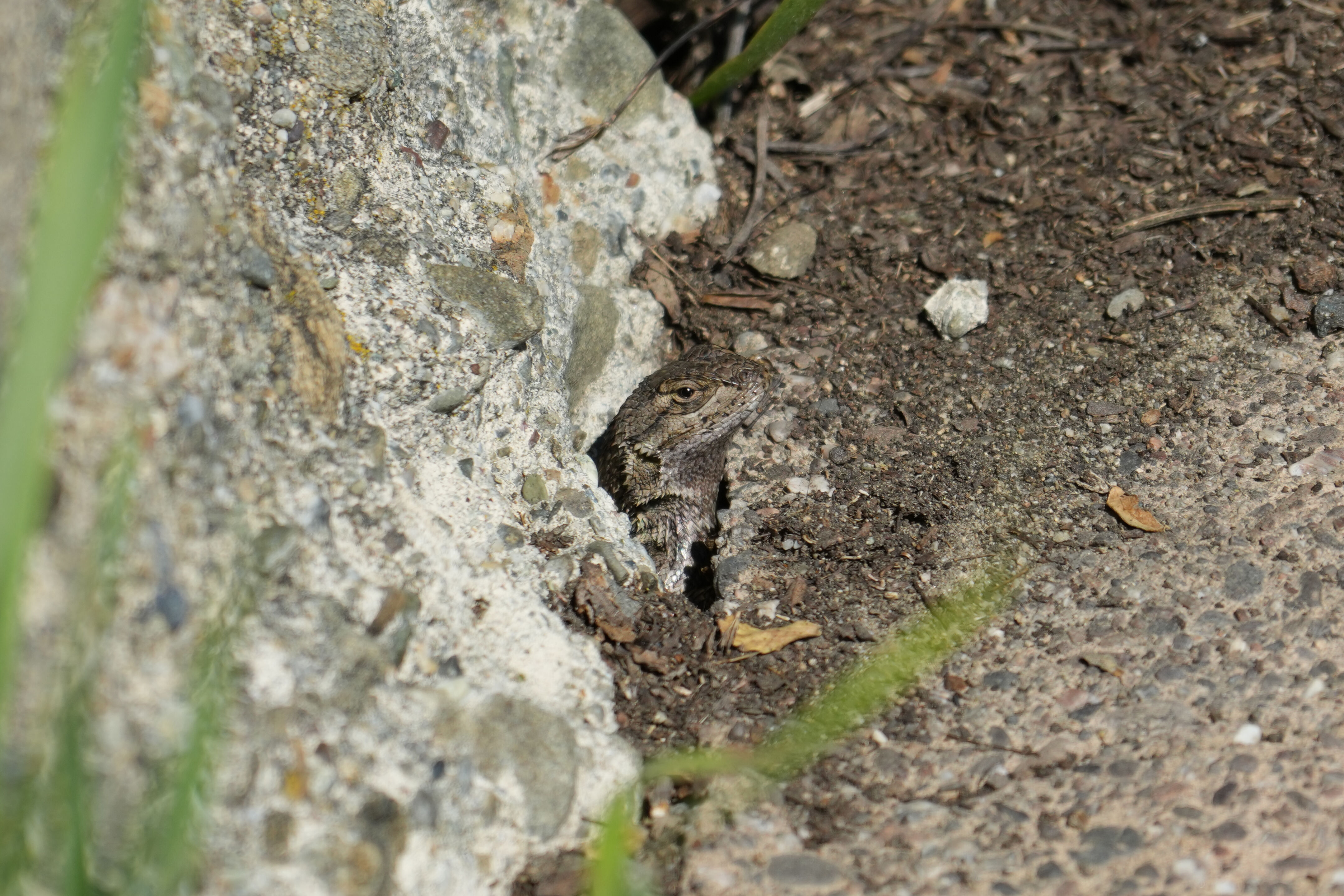Western Fence Lizard