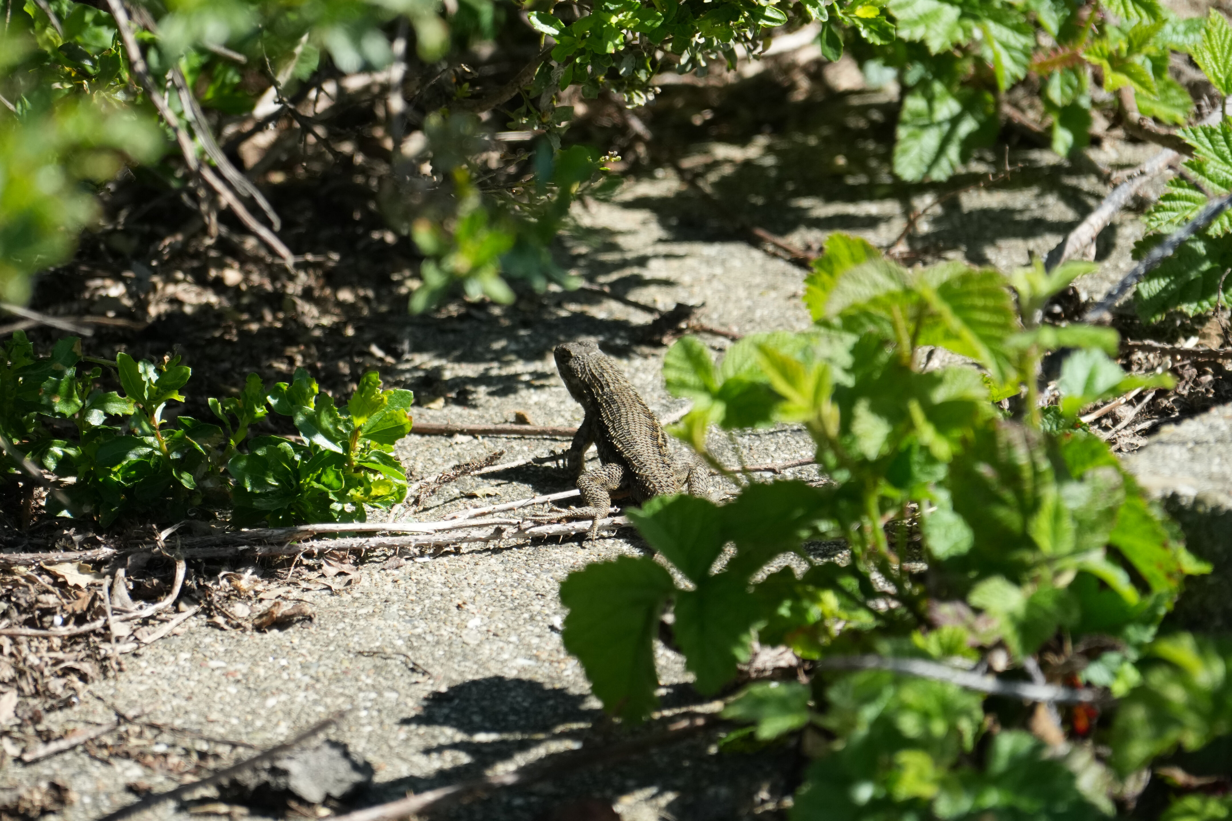 Wildcat Canyon Regional Park