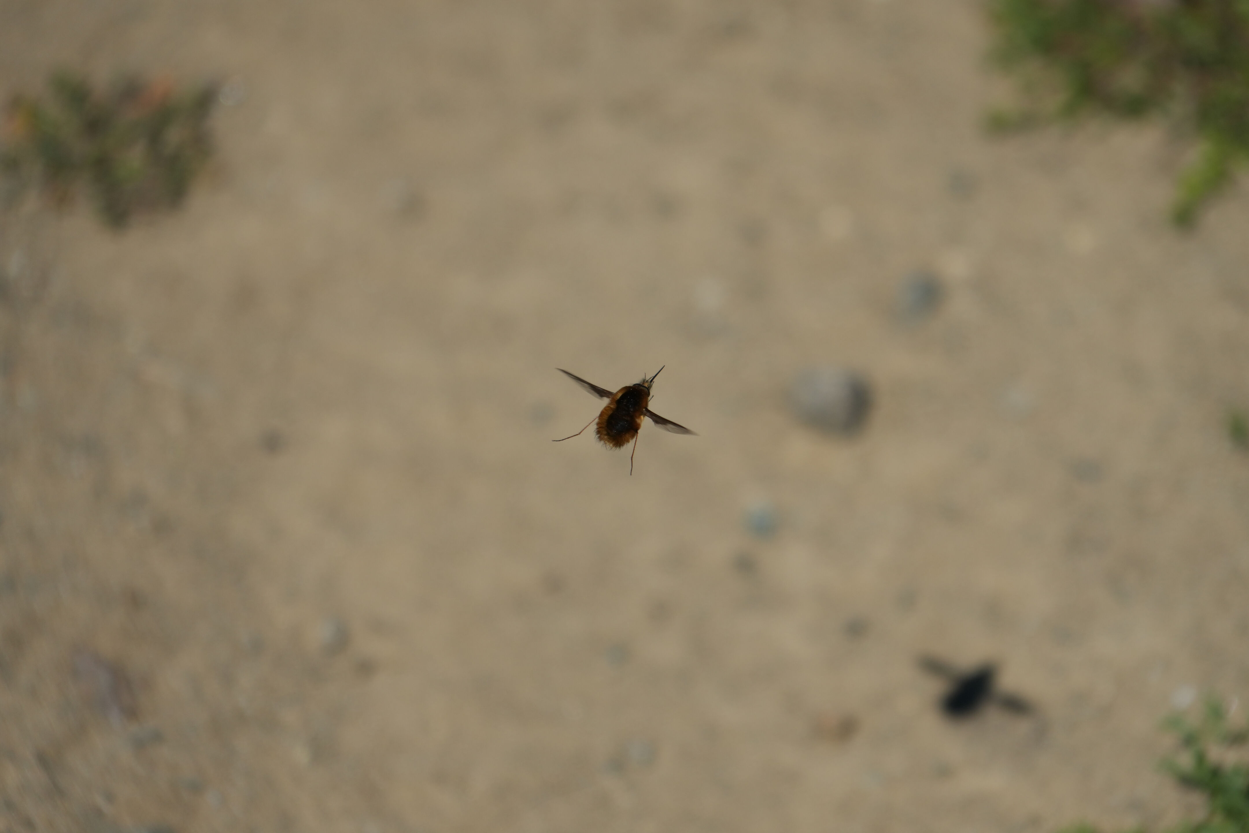 Wildcat Canyon Regional Park