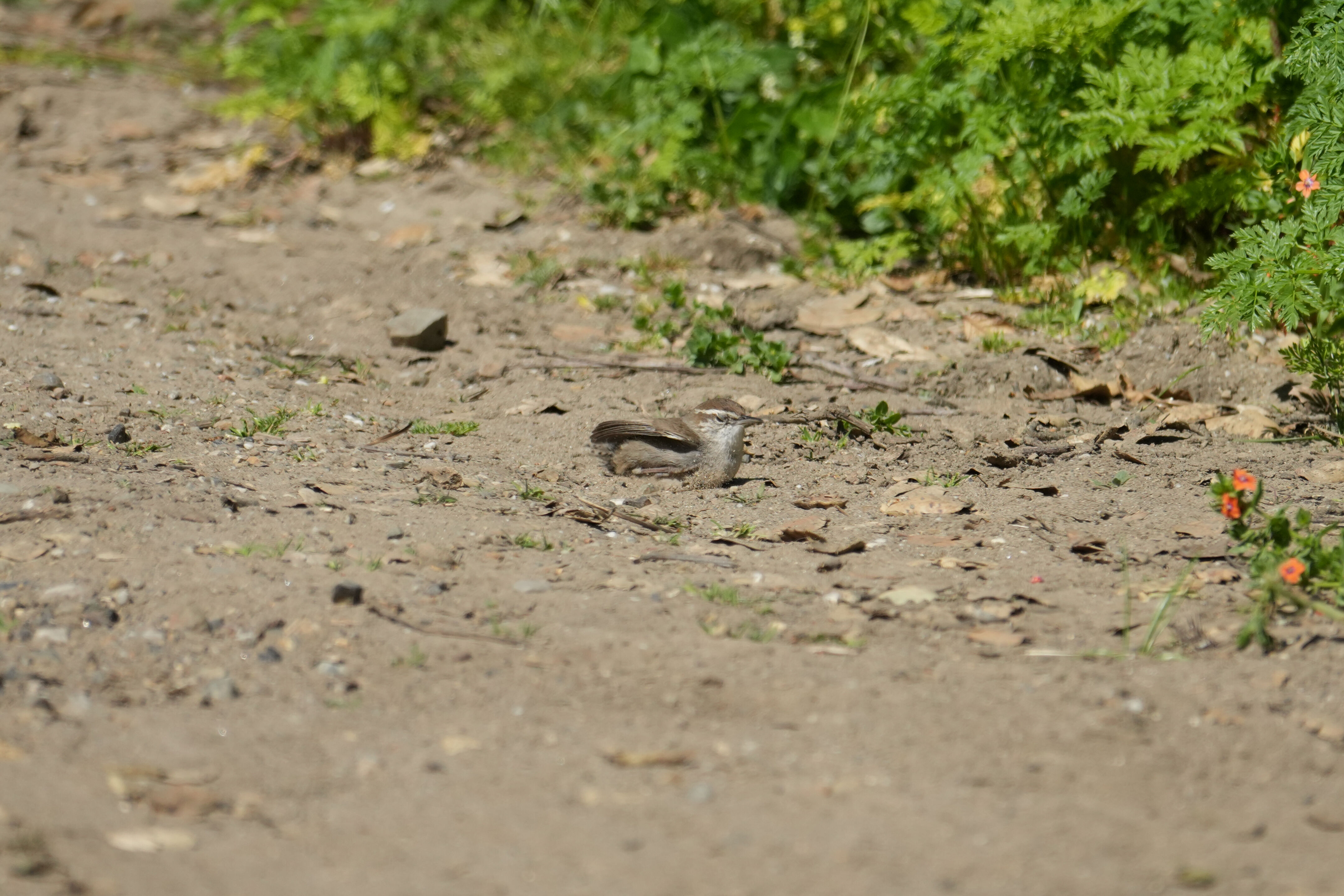 Wildcat Canyon Regional Park