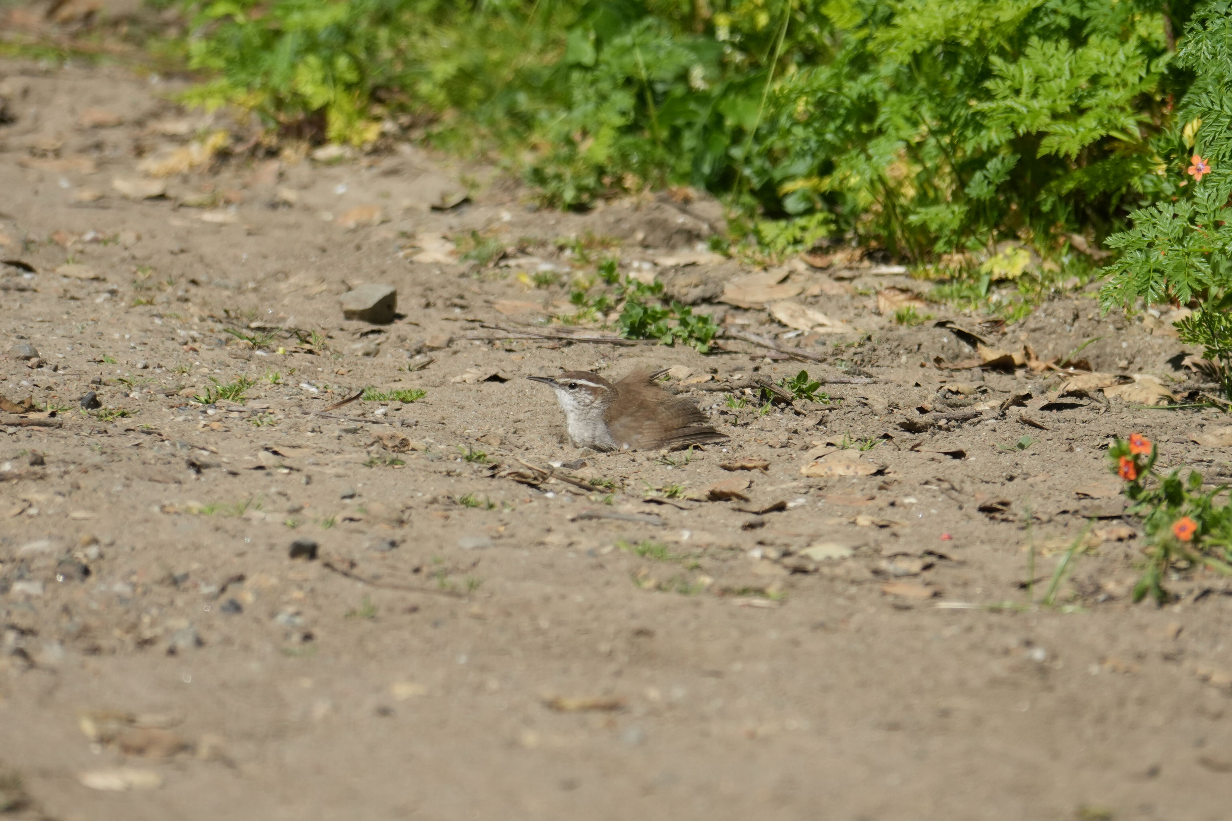 Wildcat Canyon Regional Park