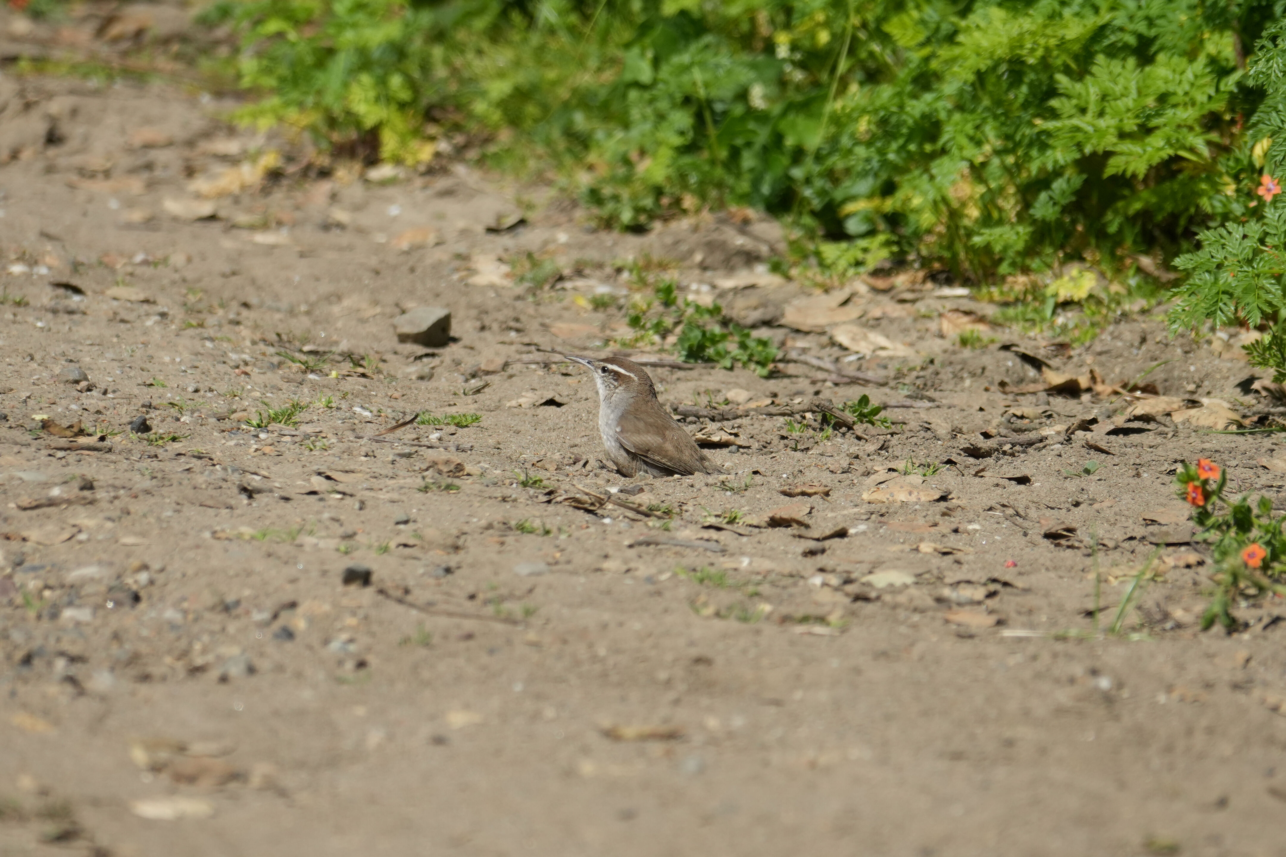 Wildcat Canyon Regional Park