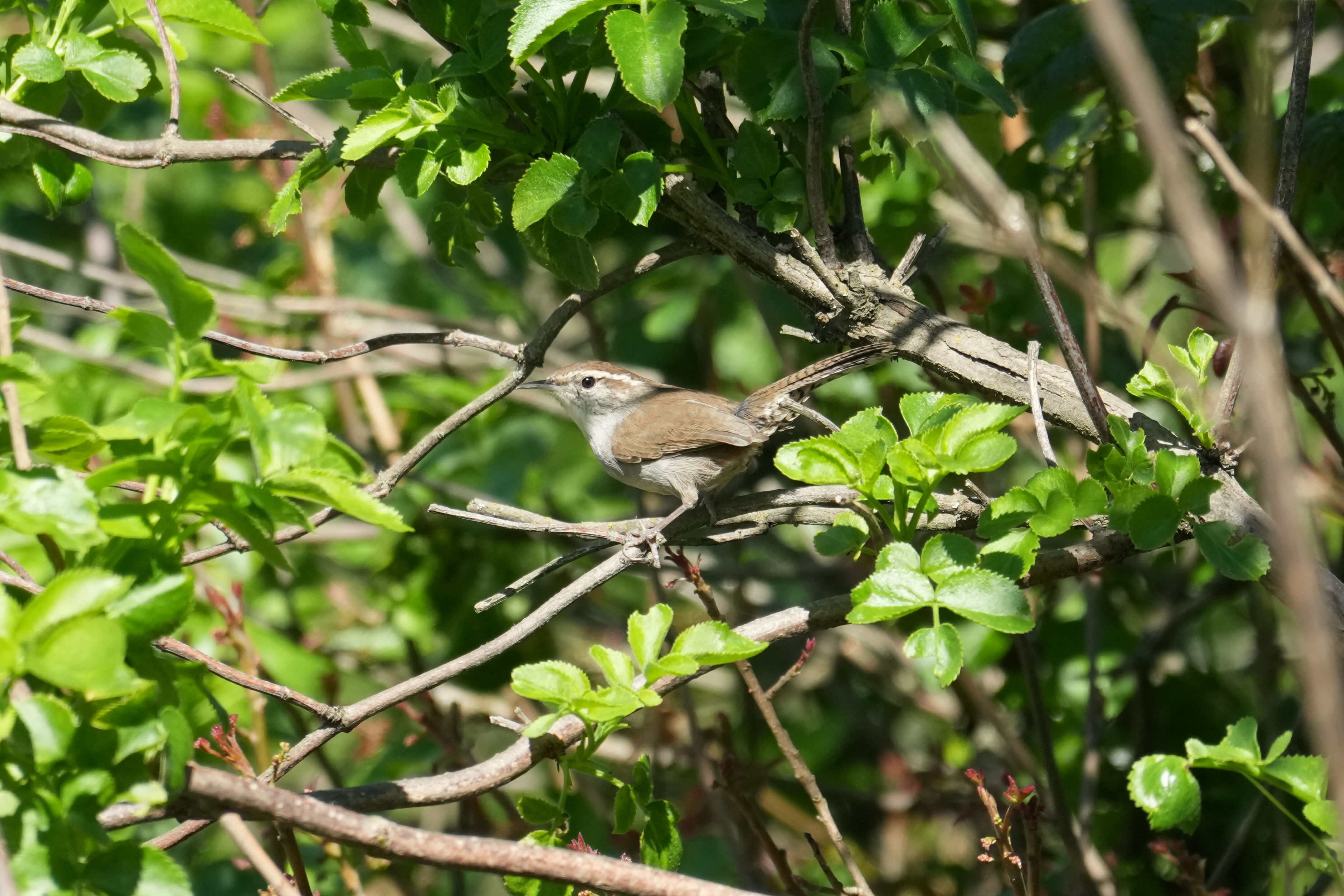 Carolina Wren