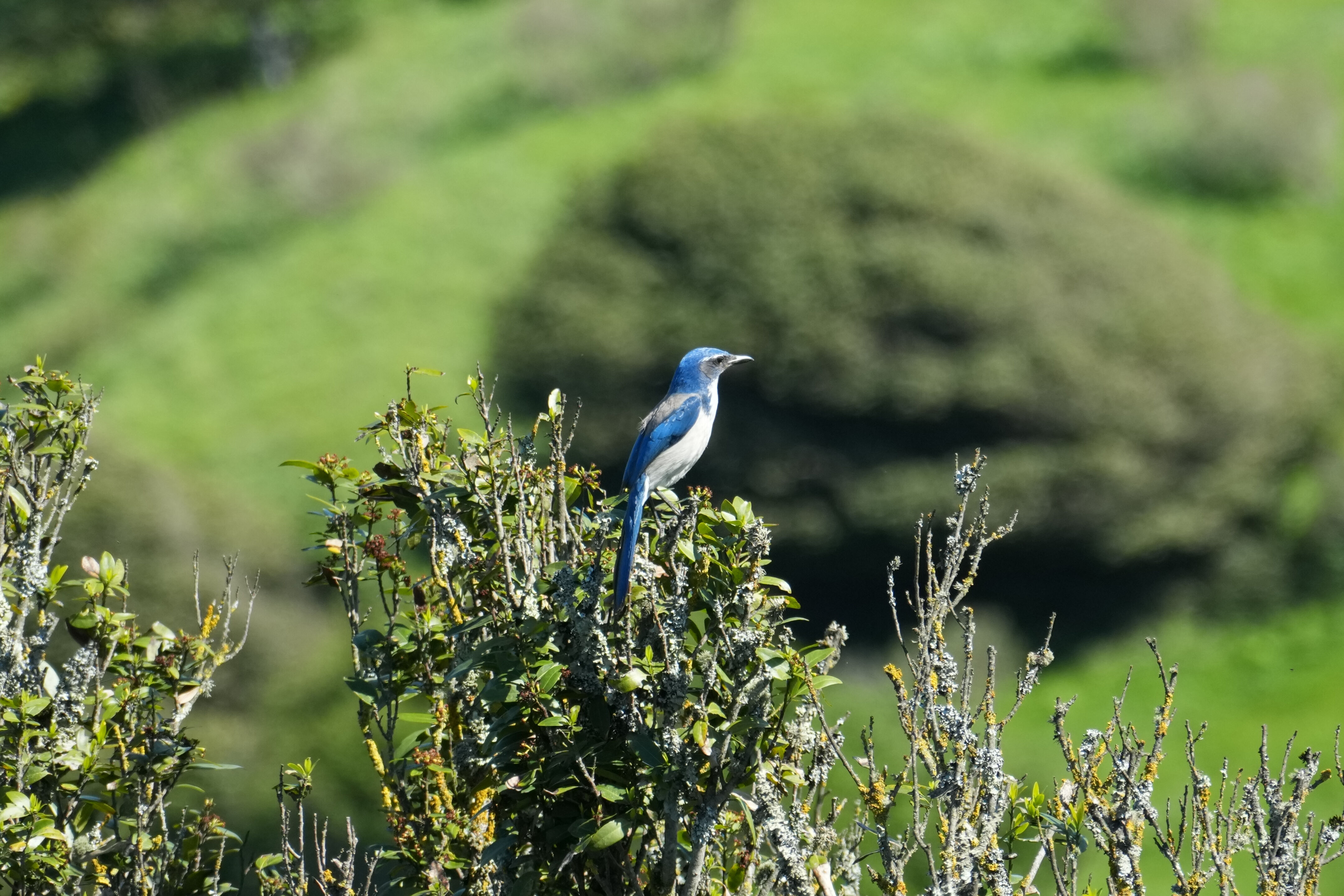 Wildcat Canyon Regional Park
