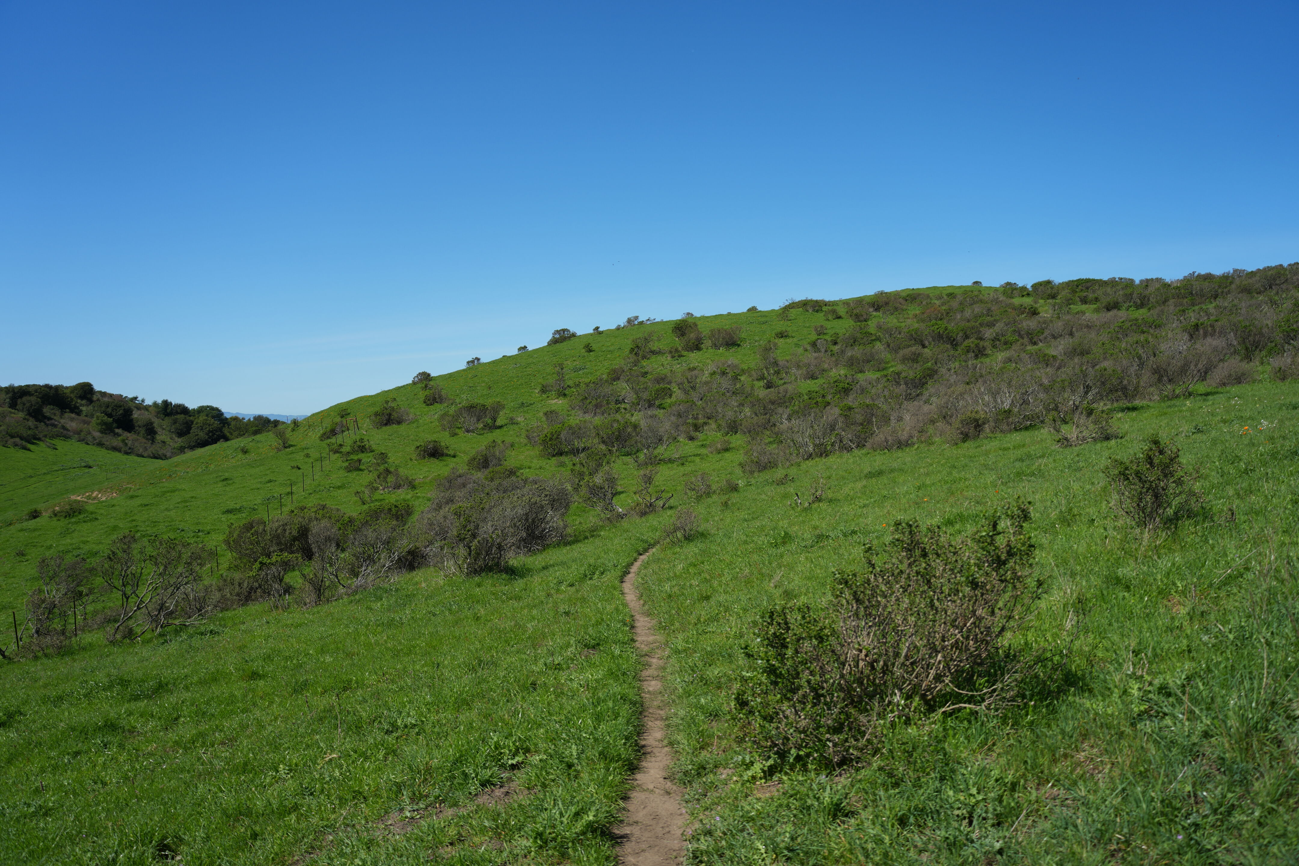 Wildcat Canyon Regional Park