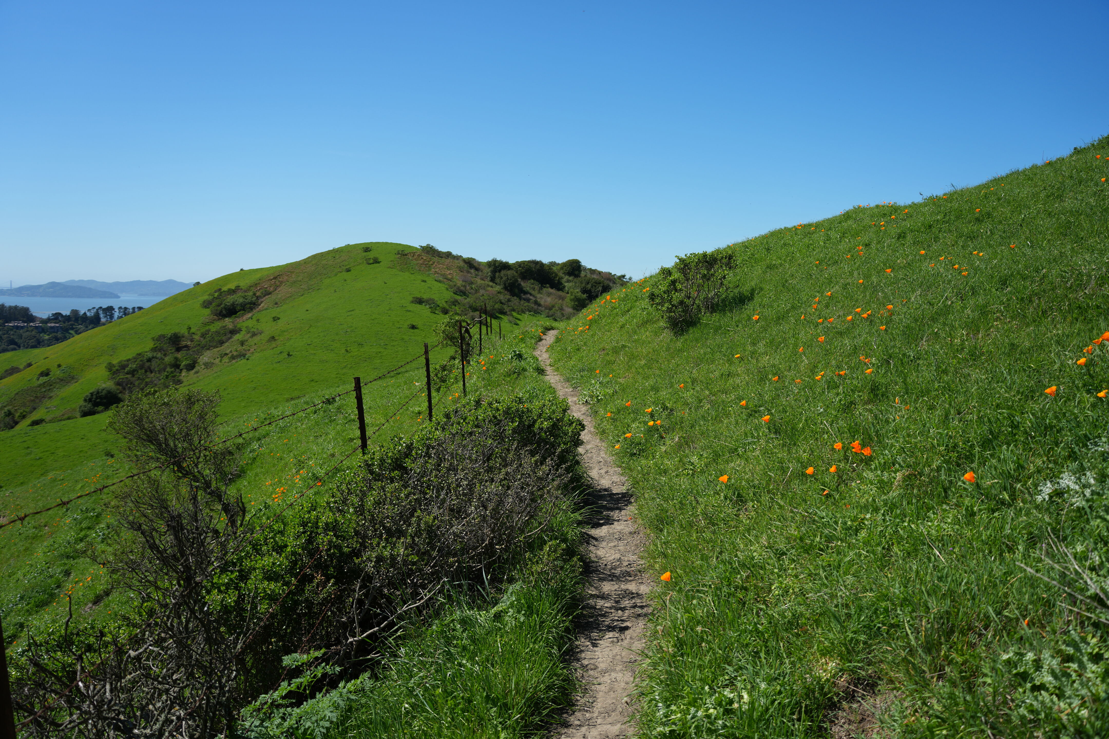 Wildcat Canyon Regional Park