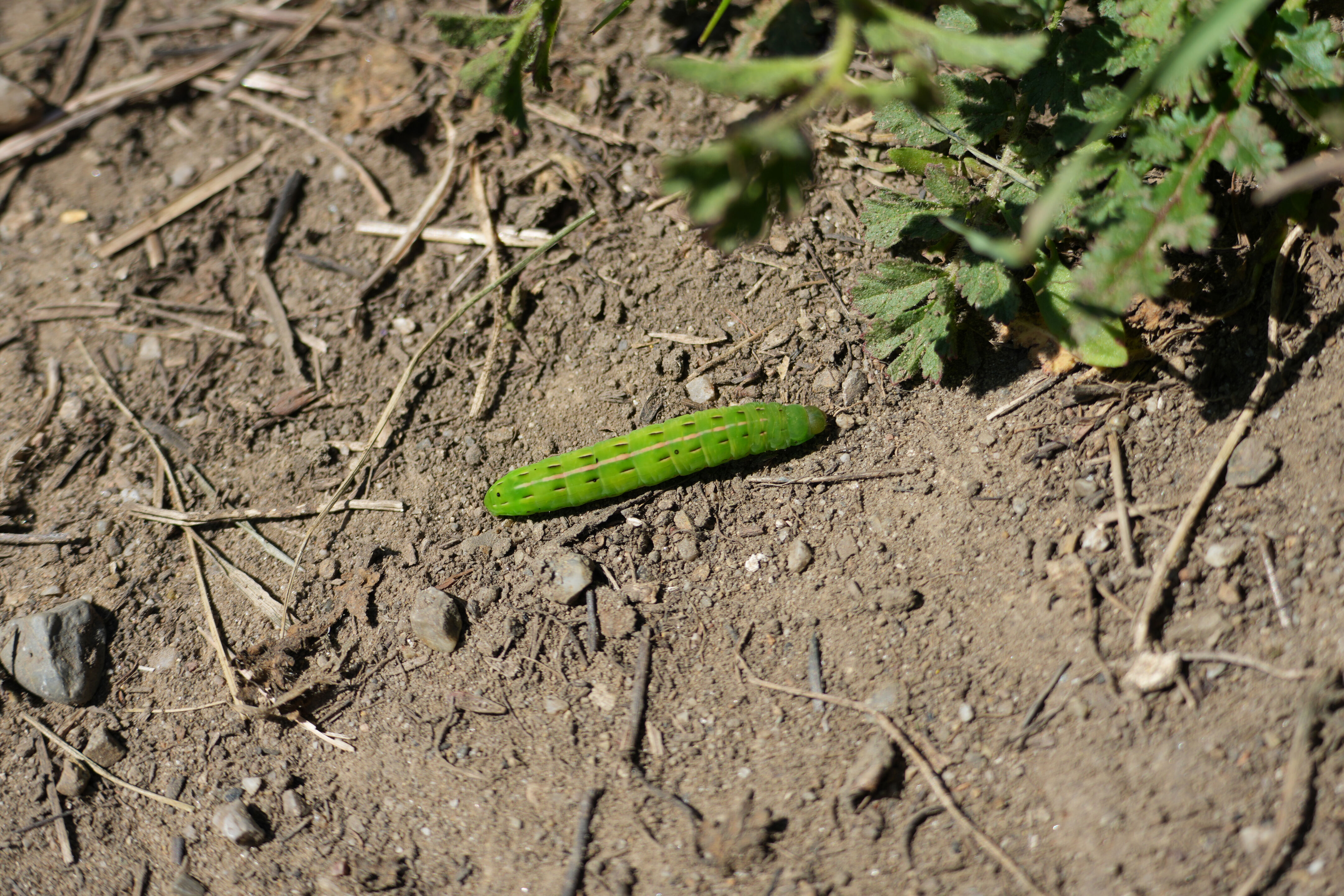 Wildcat Canyon Regional Park