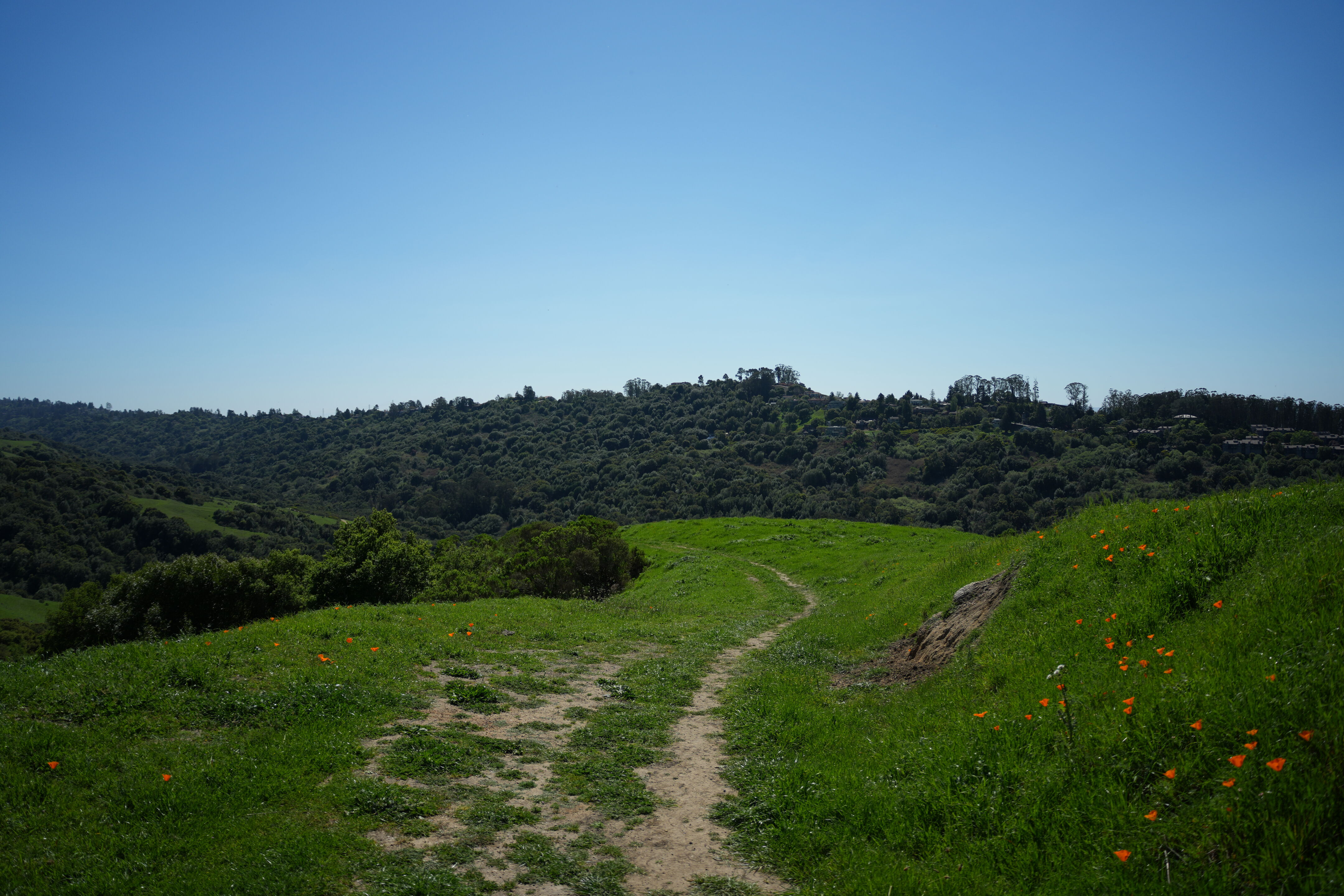 Wildcat Canyon Regional Park
