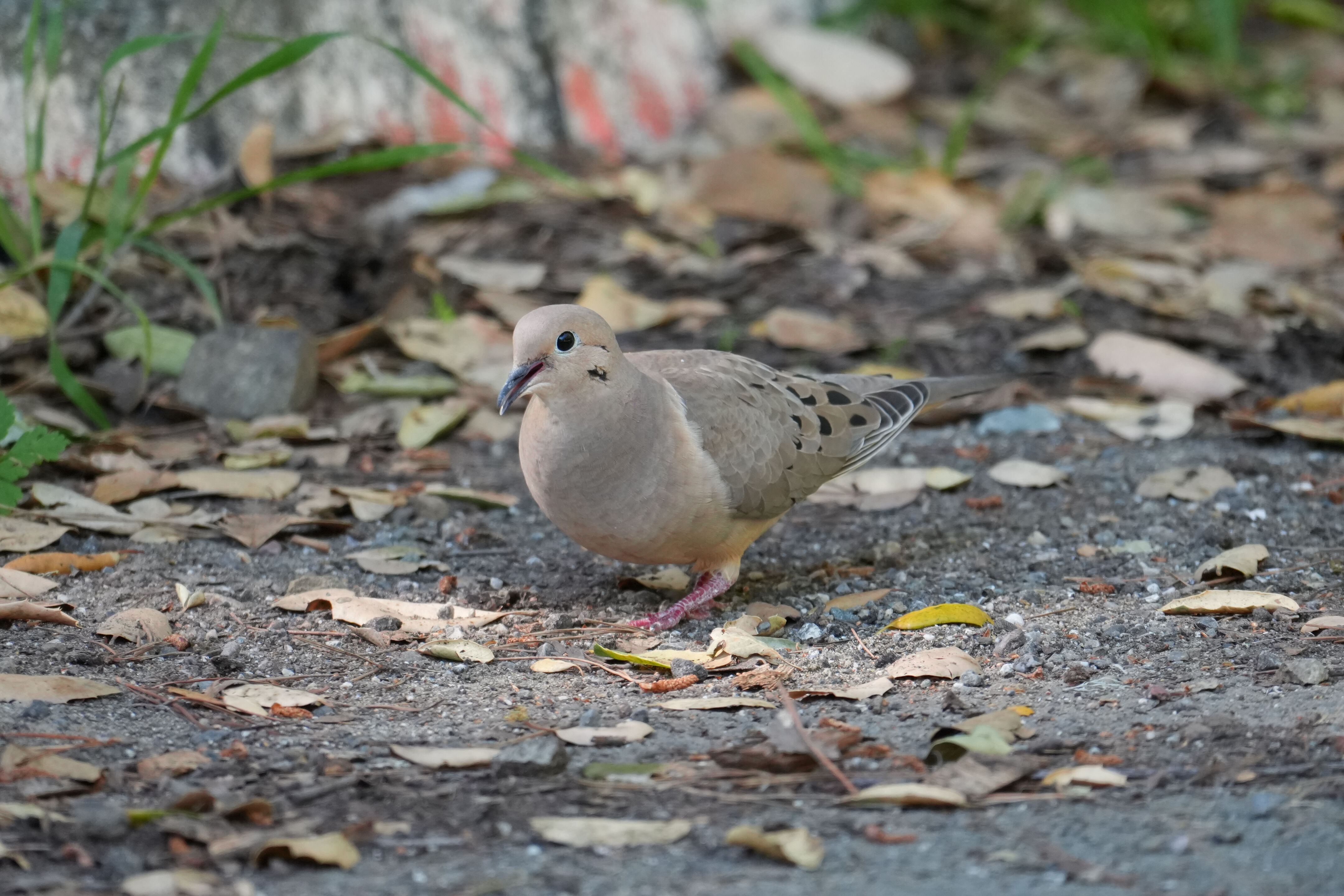 Wildcat Canyon Regional Park