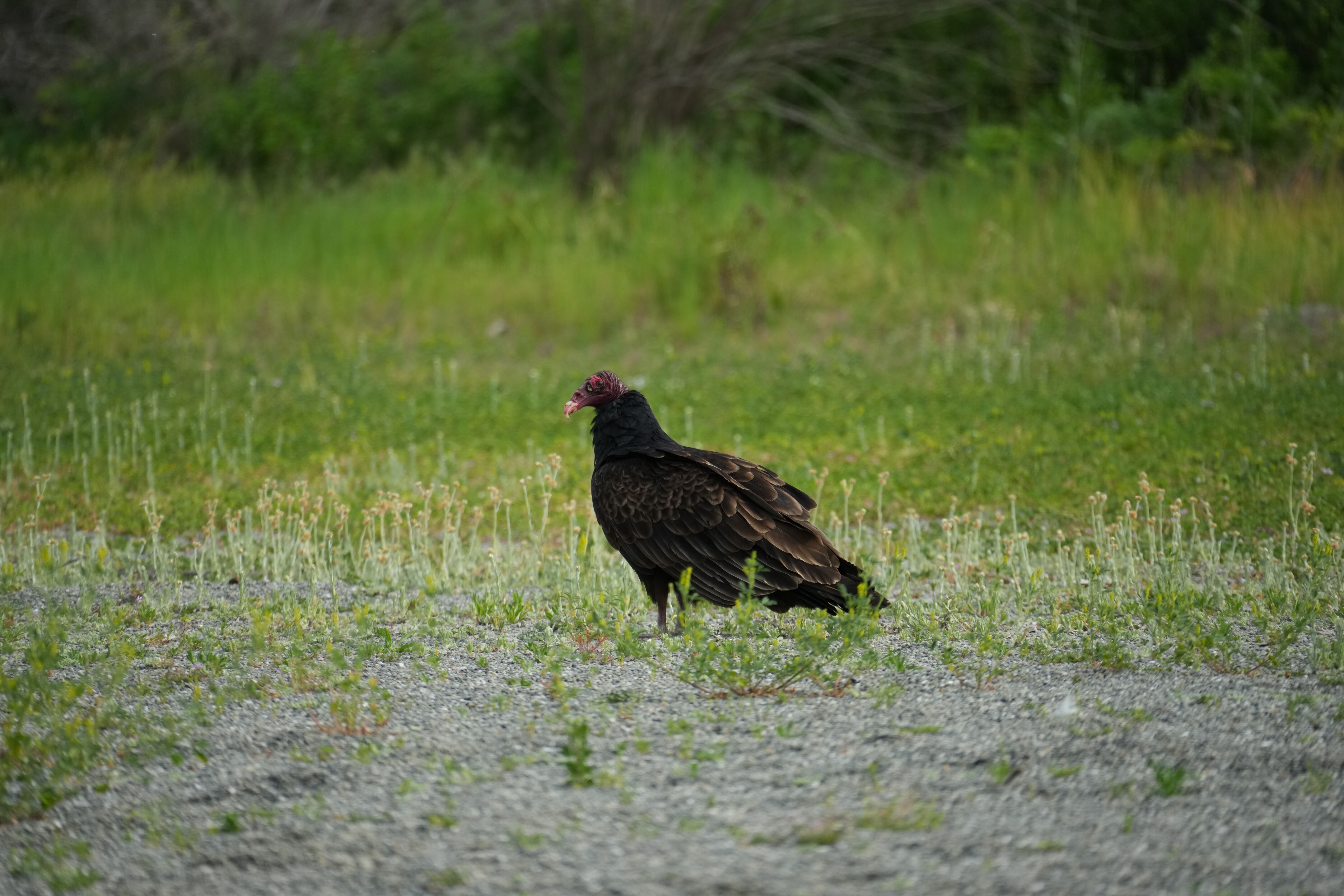 Del Valle Regional Park