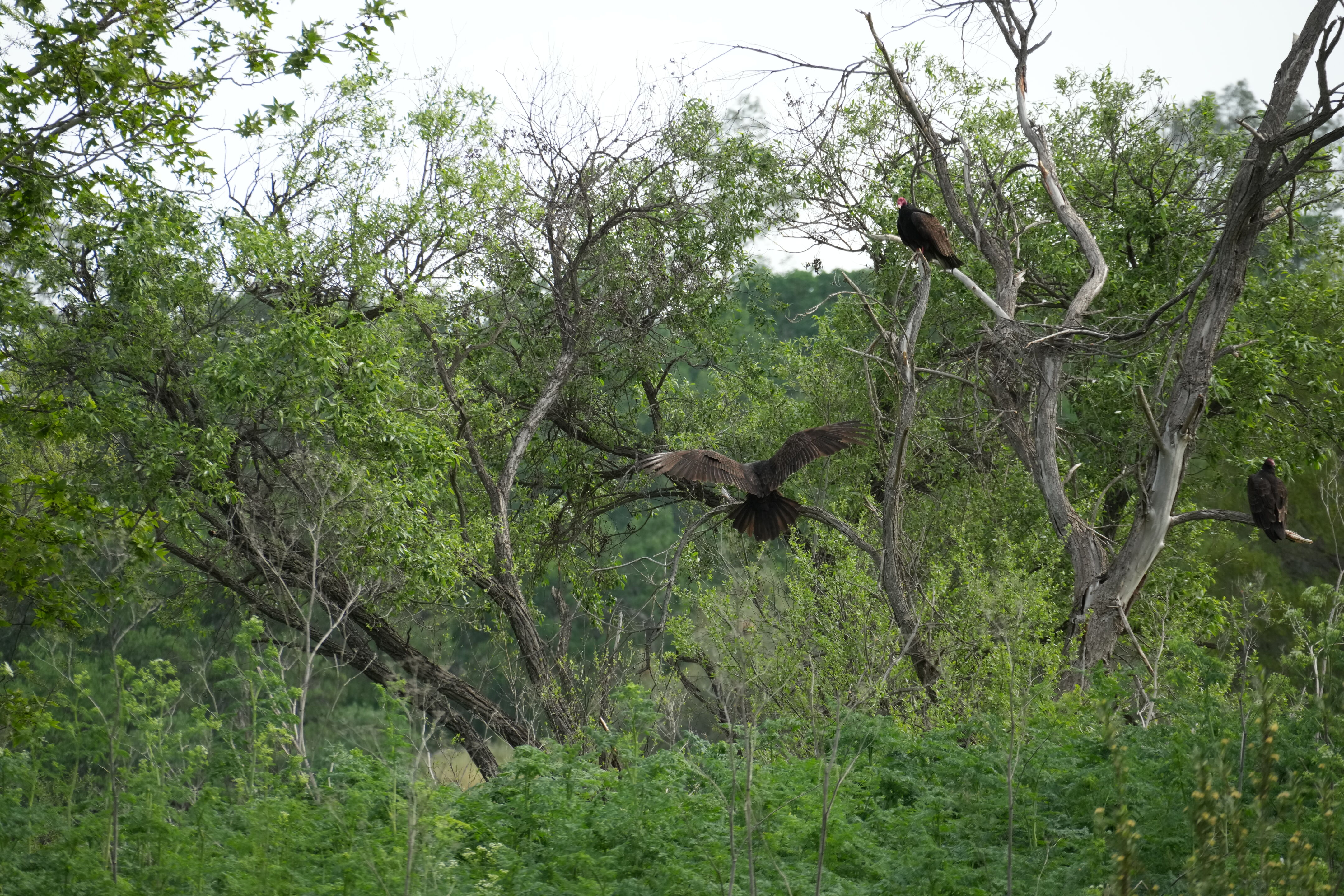 Del Valle Regional Park