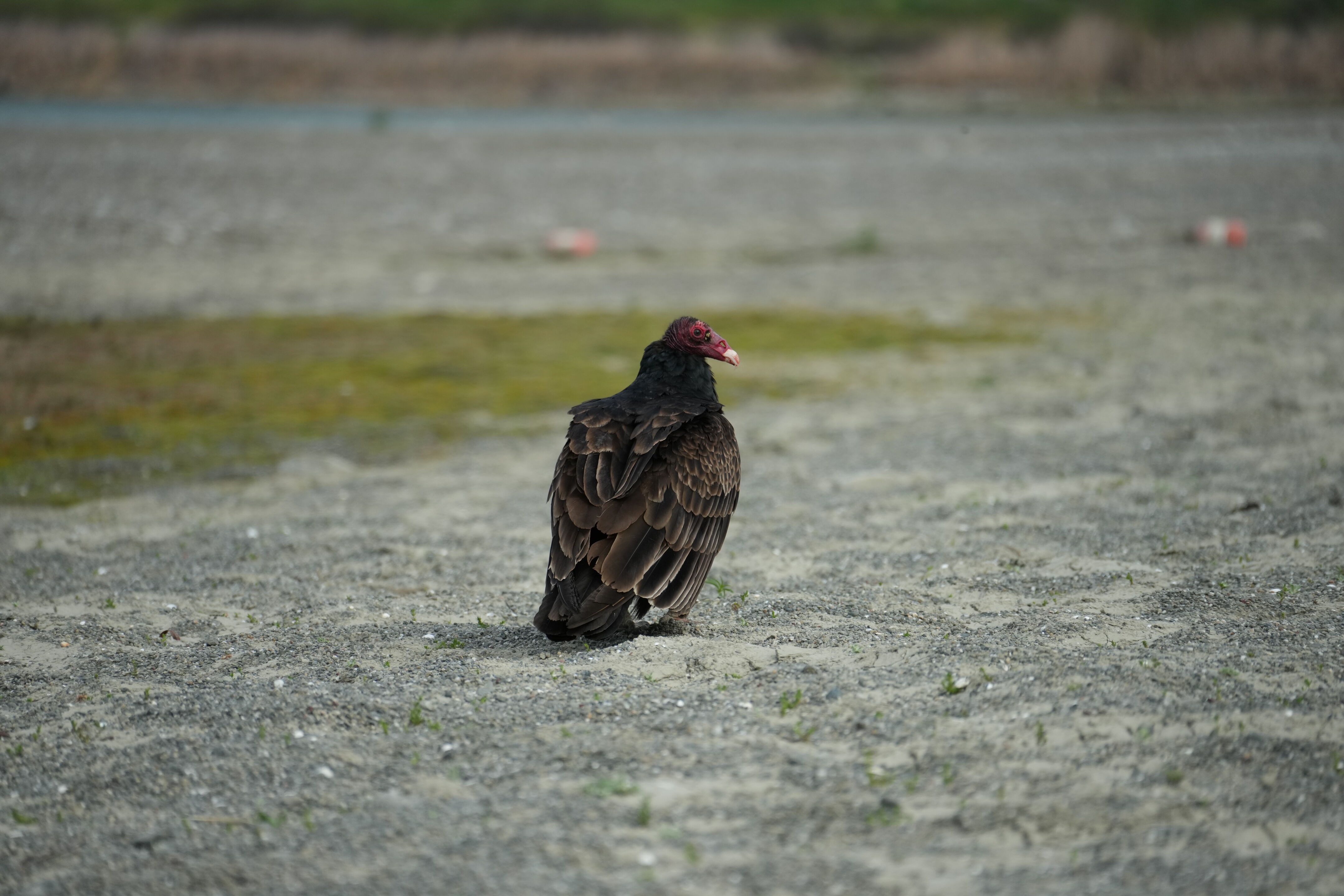 Del Valle Regional Park