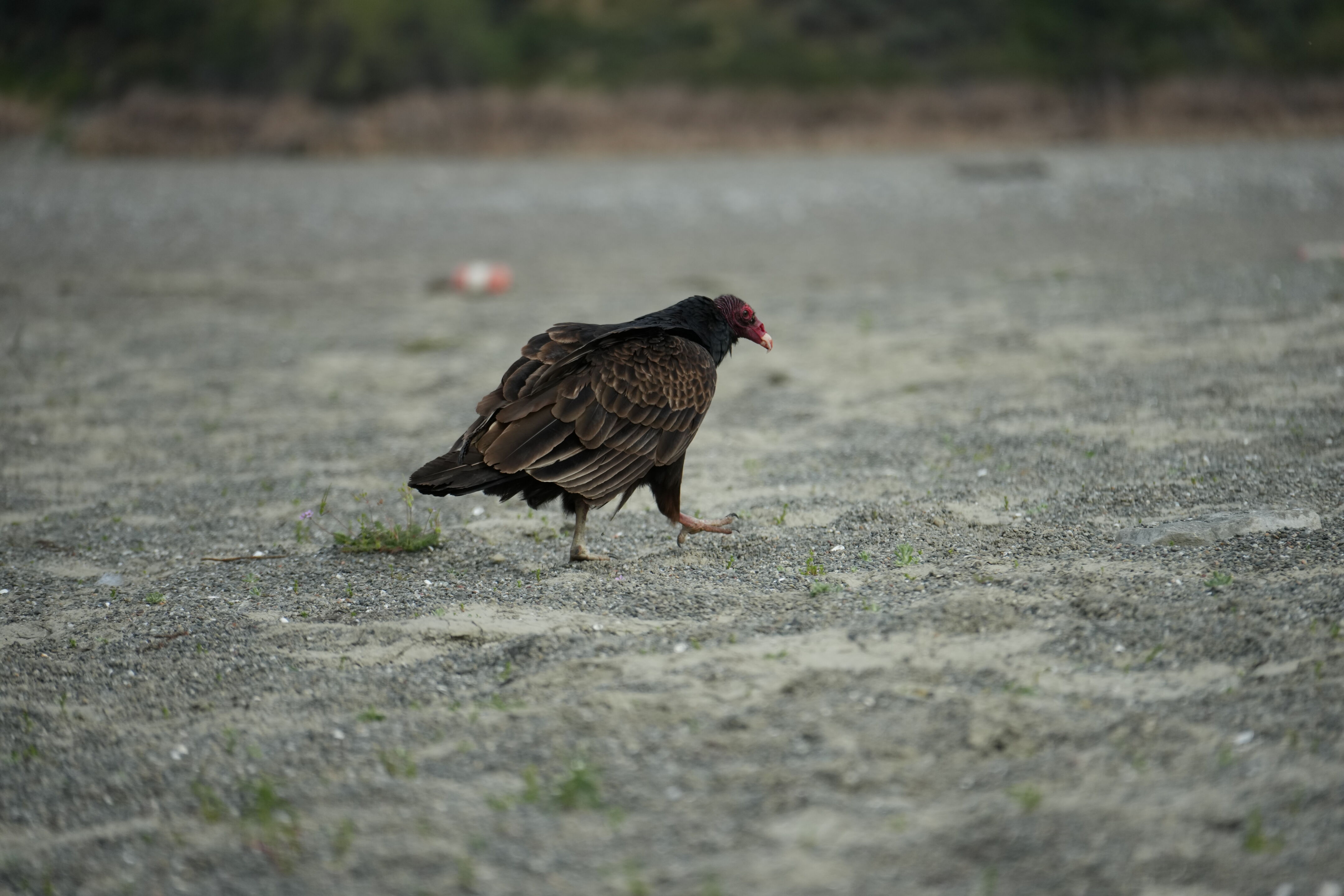 Del Valle Regional Park