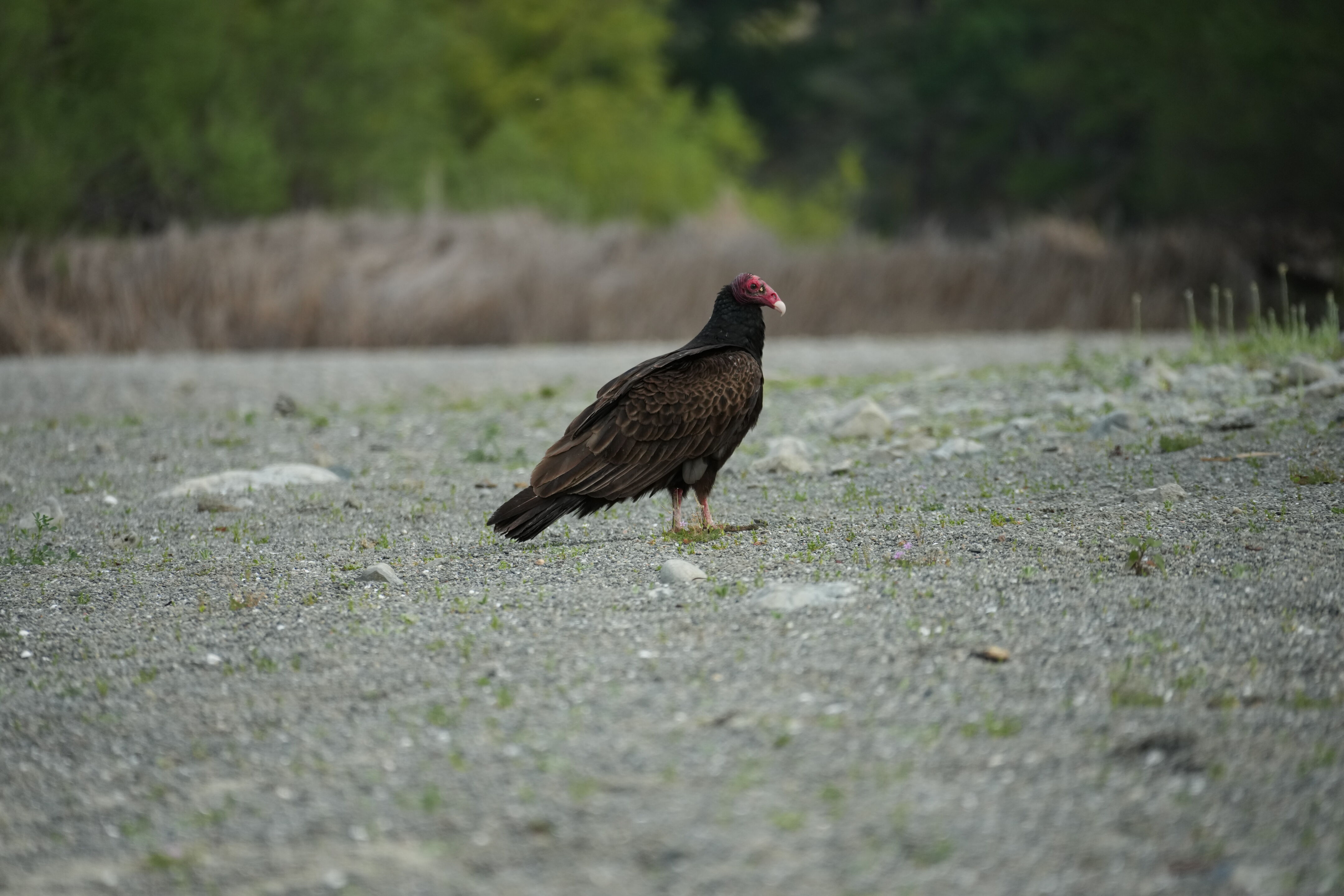 Del Valle Regional Park