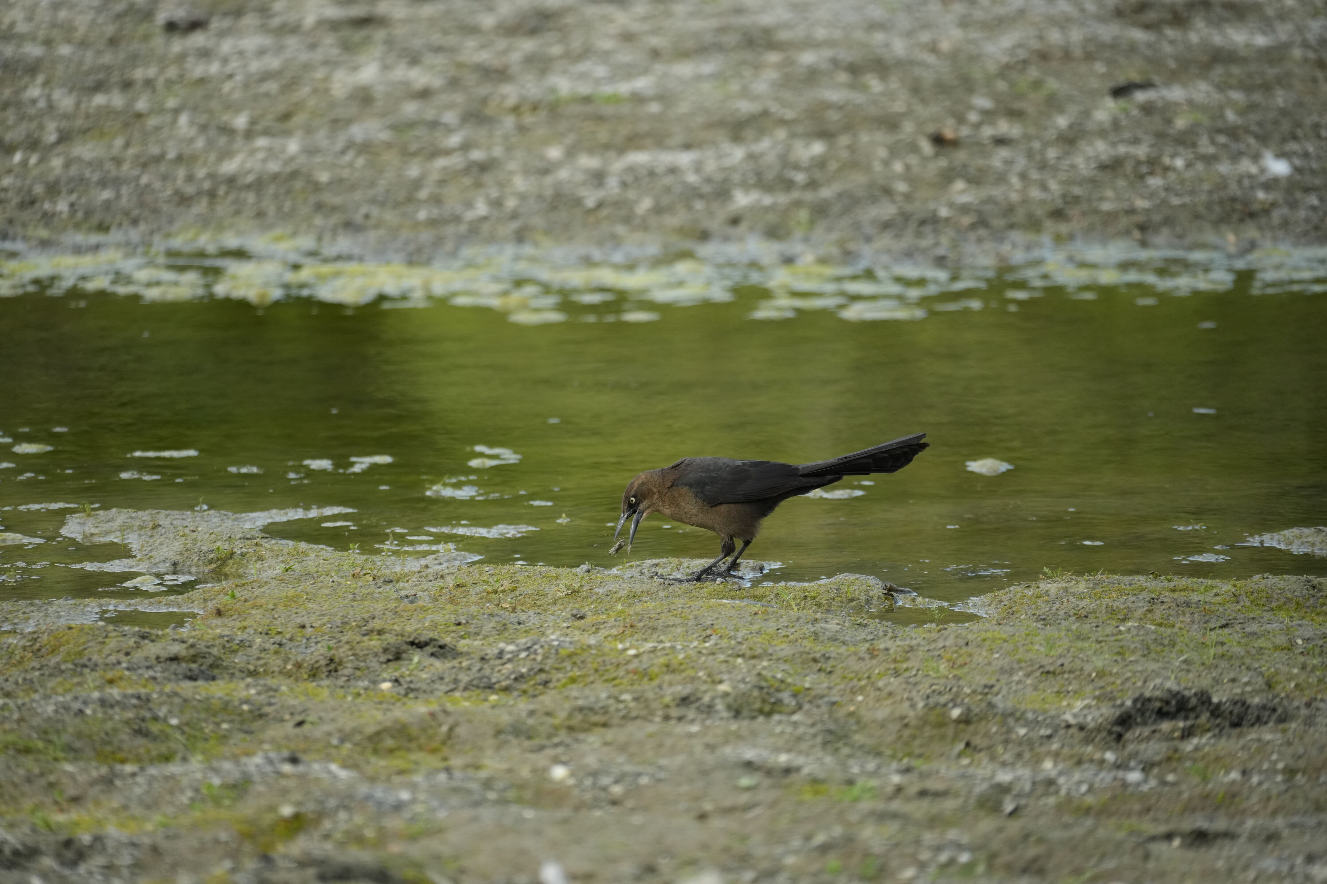 Del Valle Regional Park