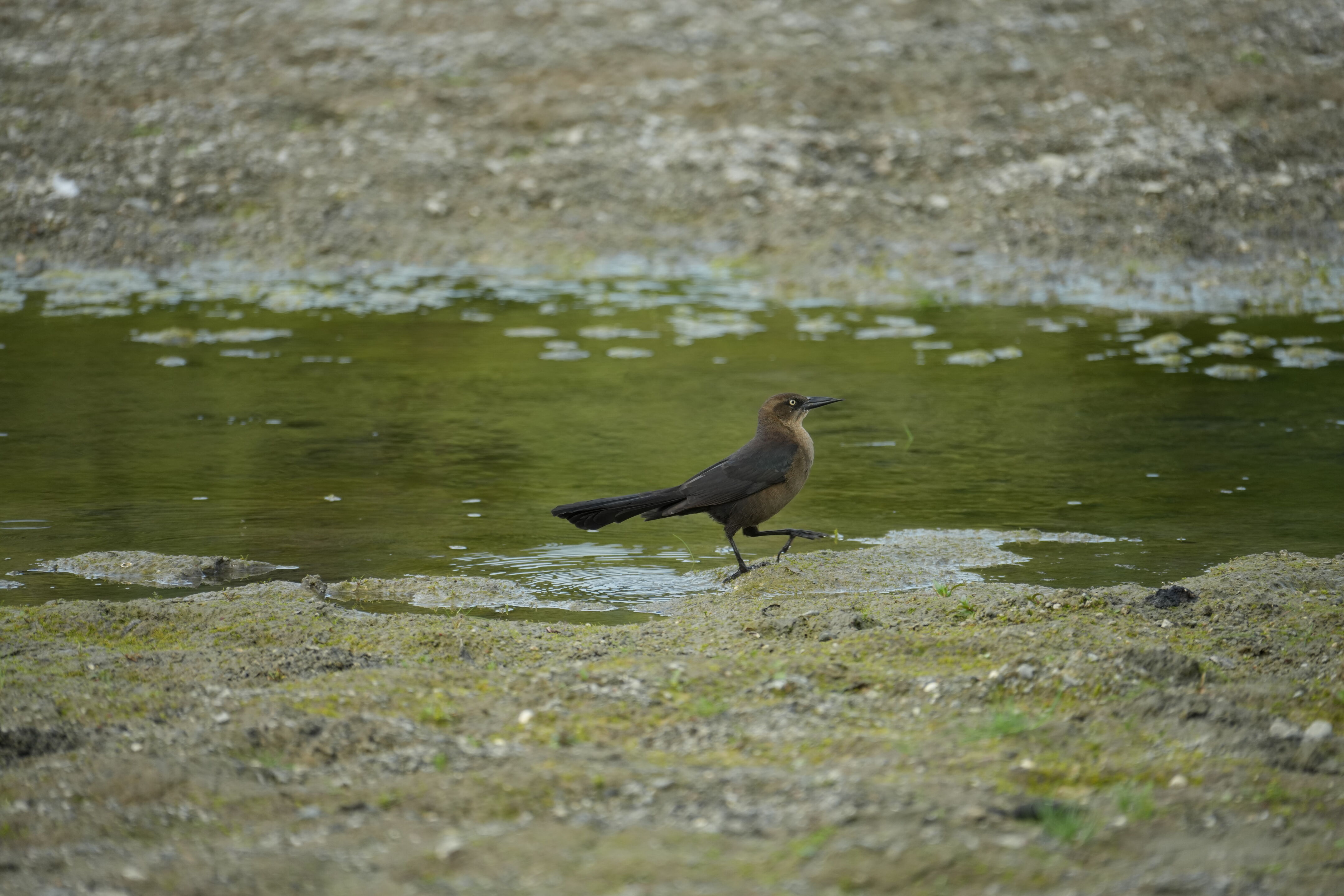 Del Valle Regional Park