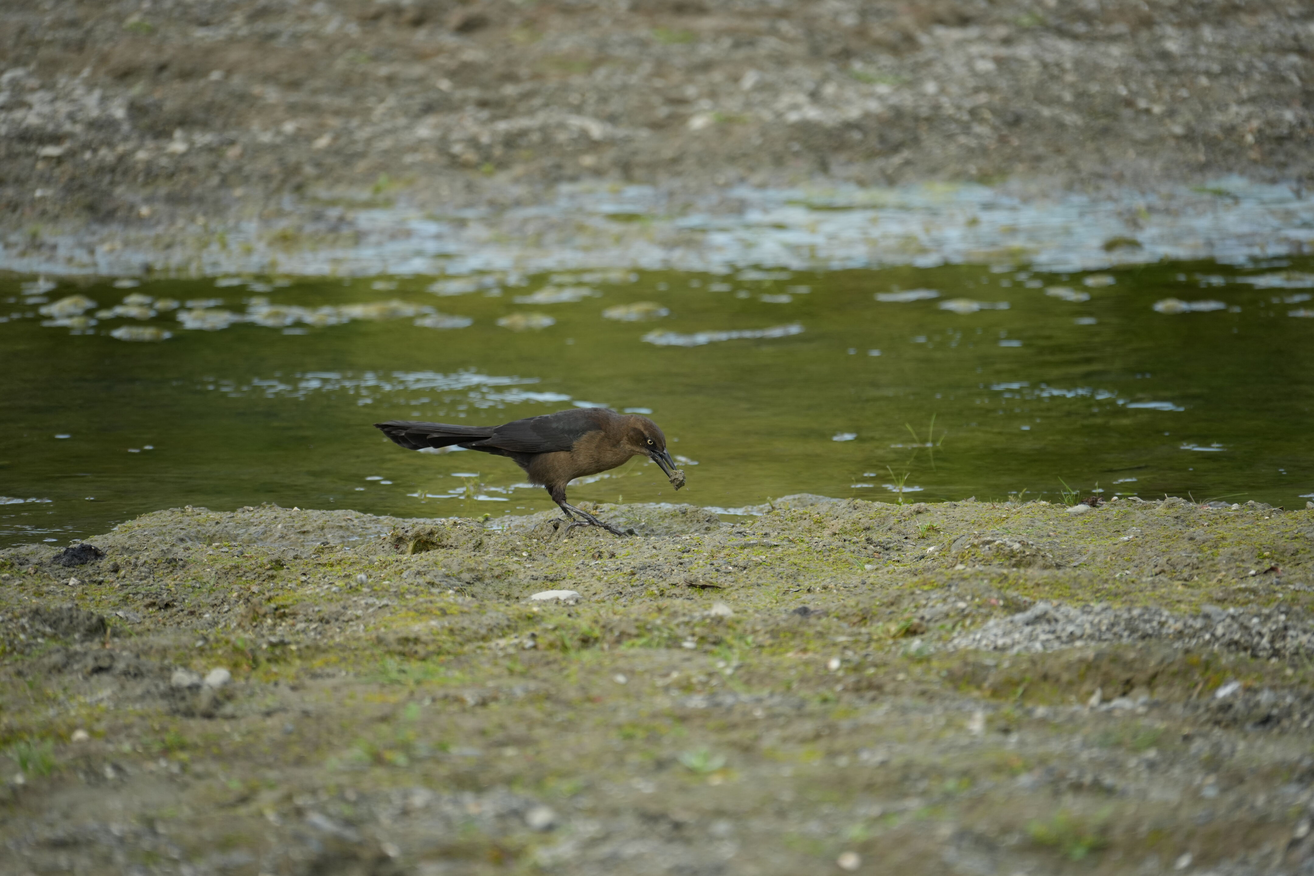 Del Valle Regional Park