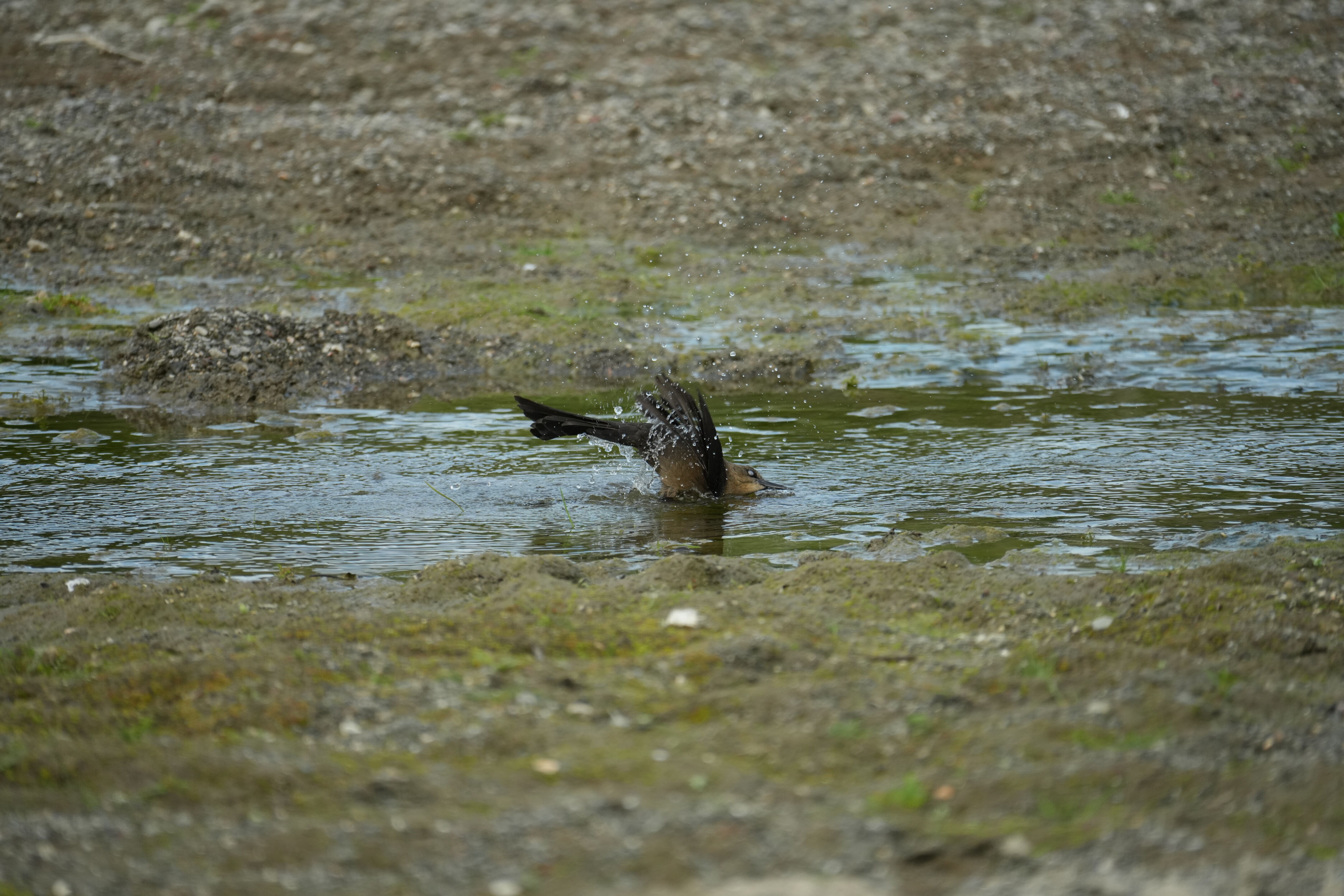 Del Valle Regional Park