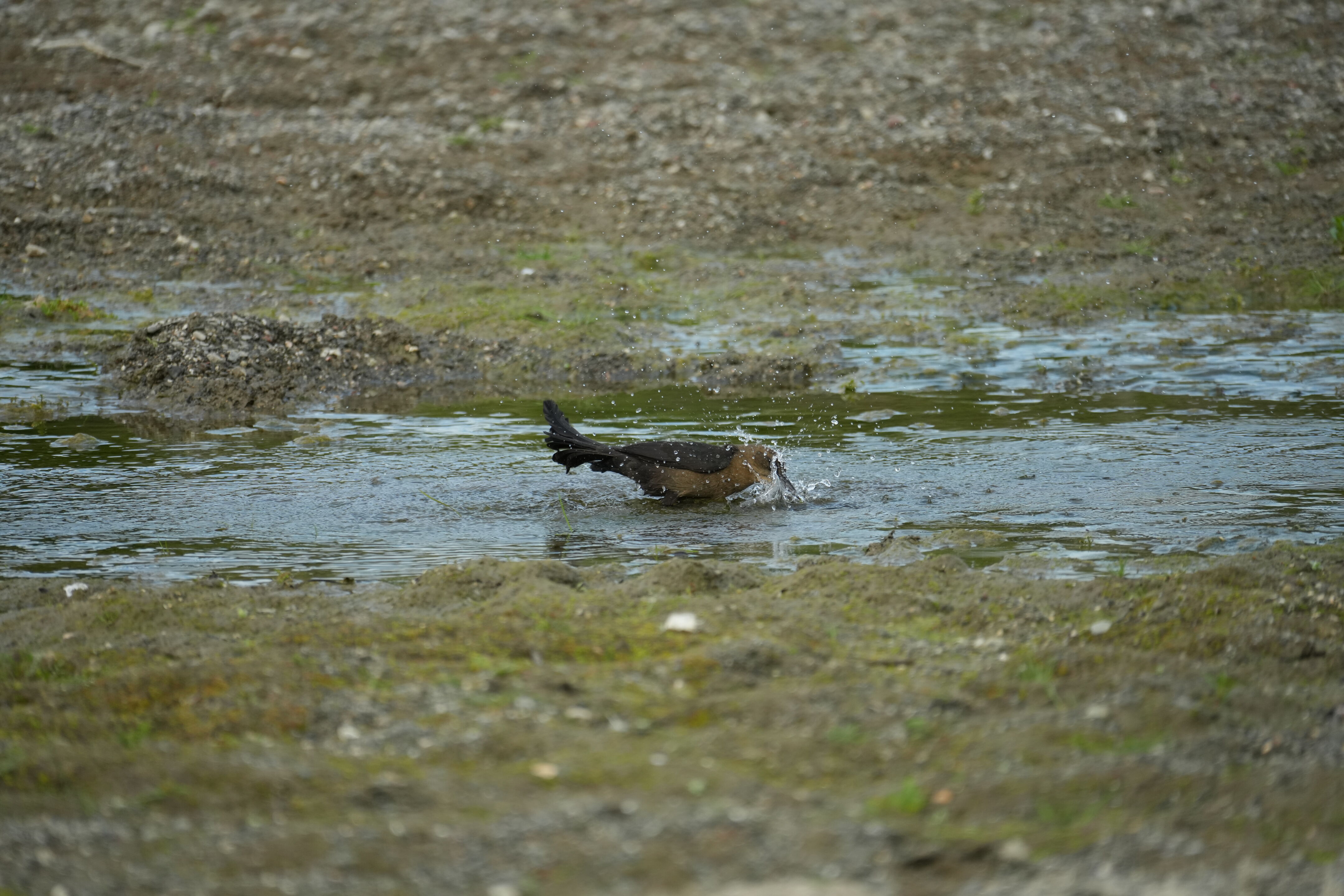 Del Valle Regional Park