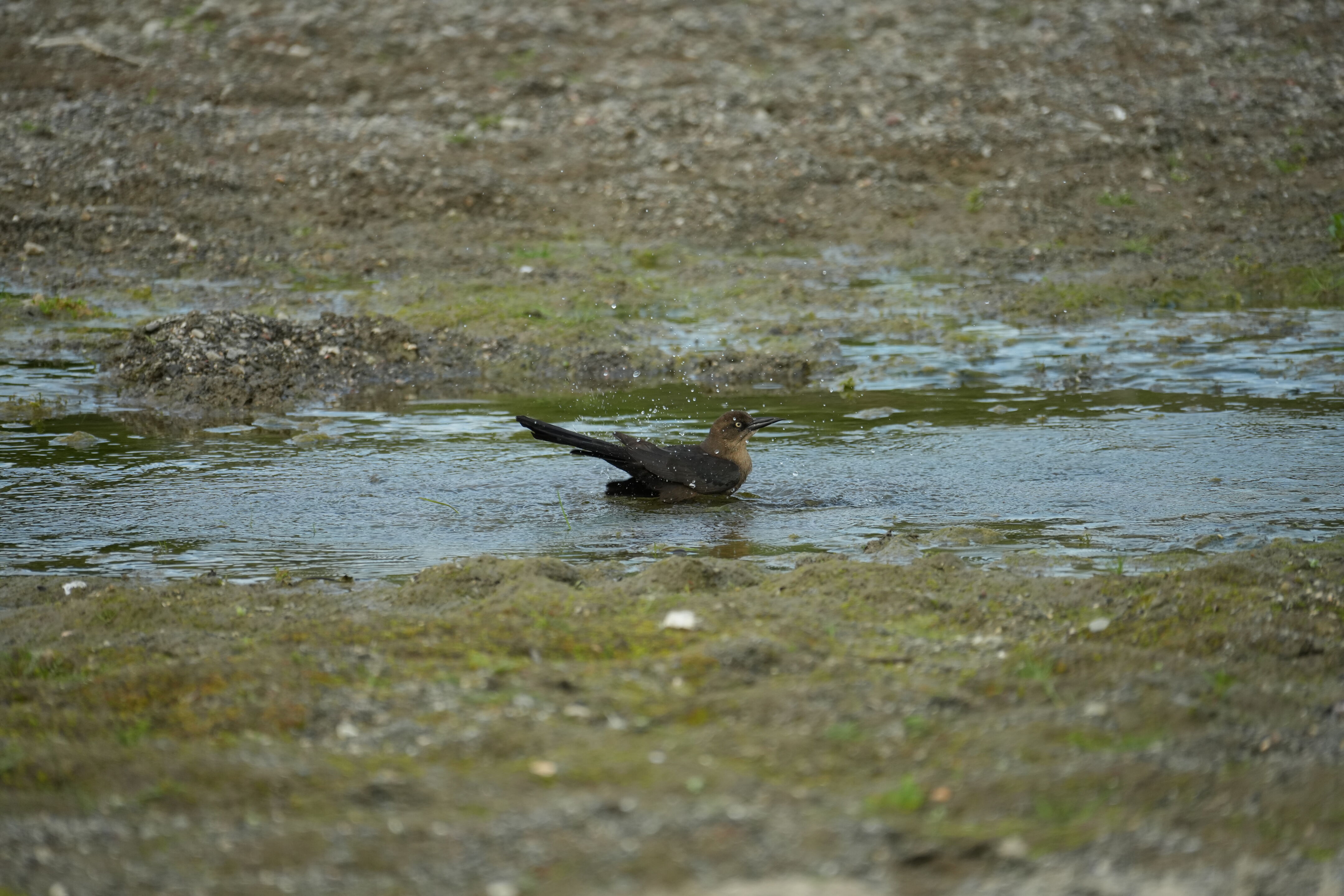 Great-Tailed Grackle Bathing
