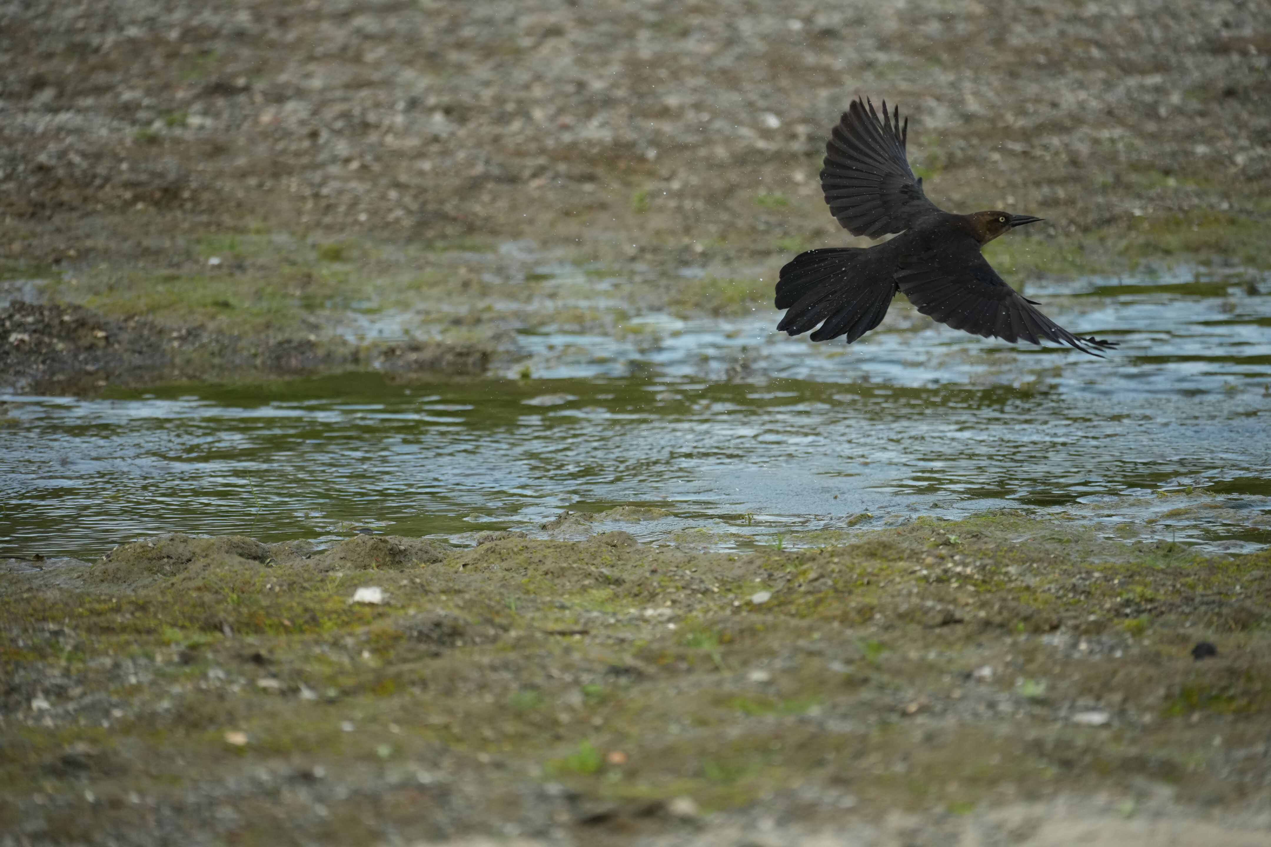 Del Valle Regional Park