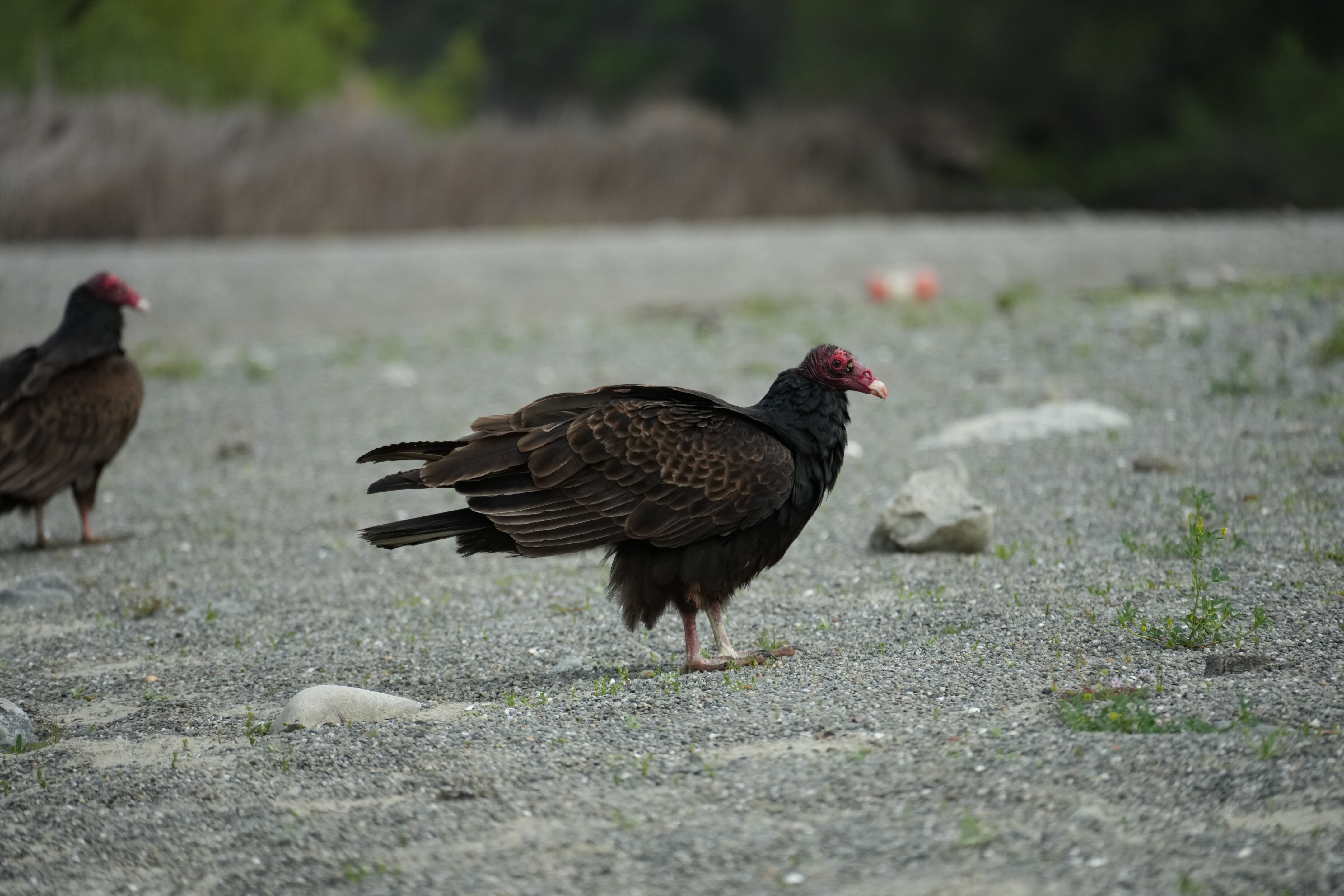 Del Valle Regional Park