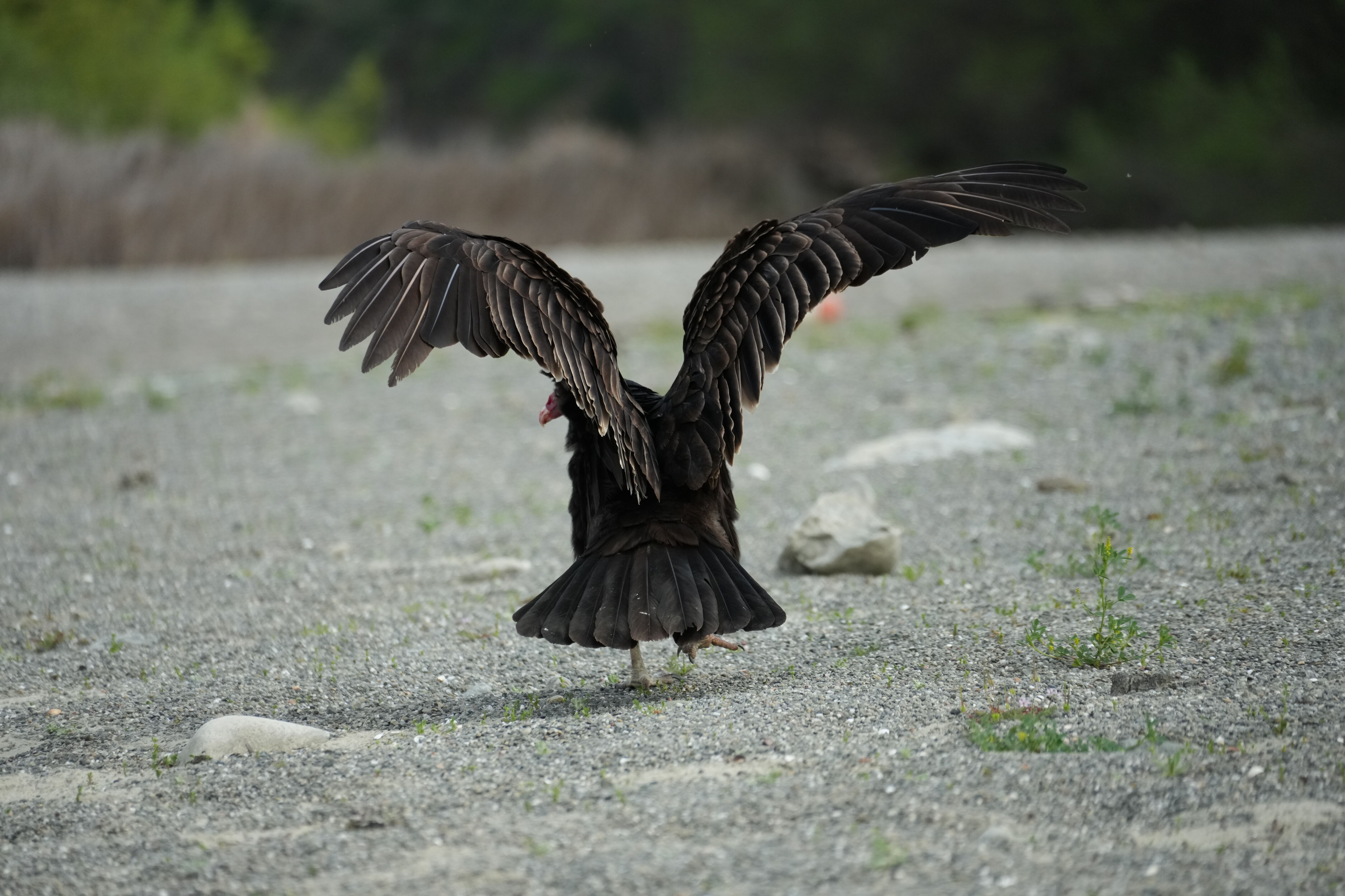 Del Valle Regional Park