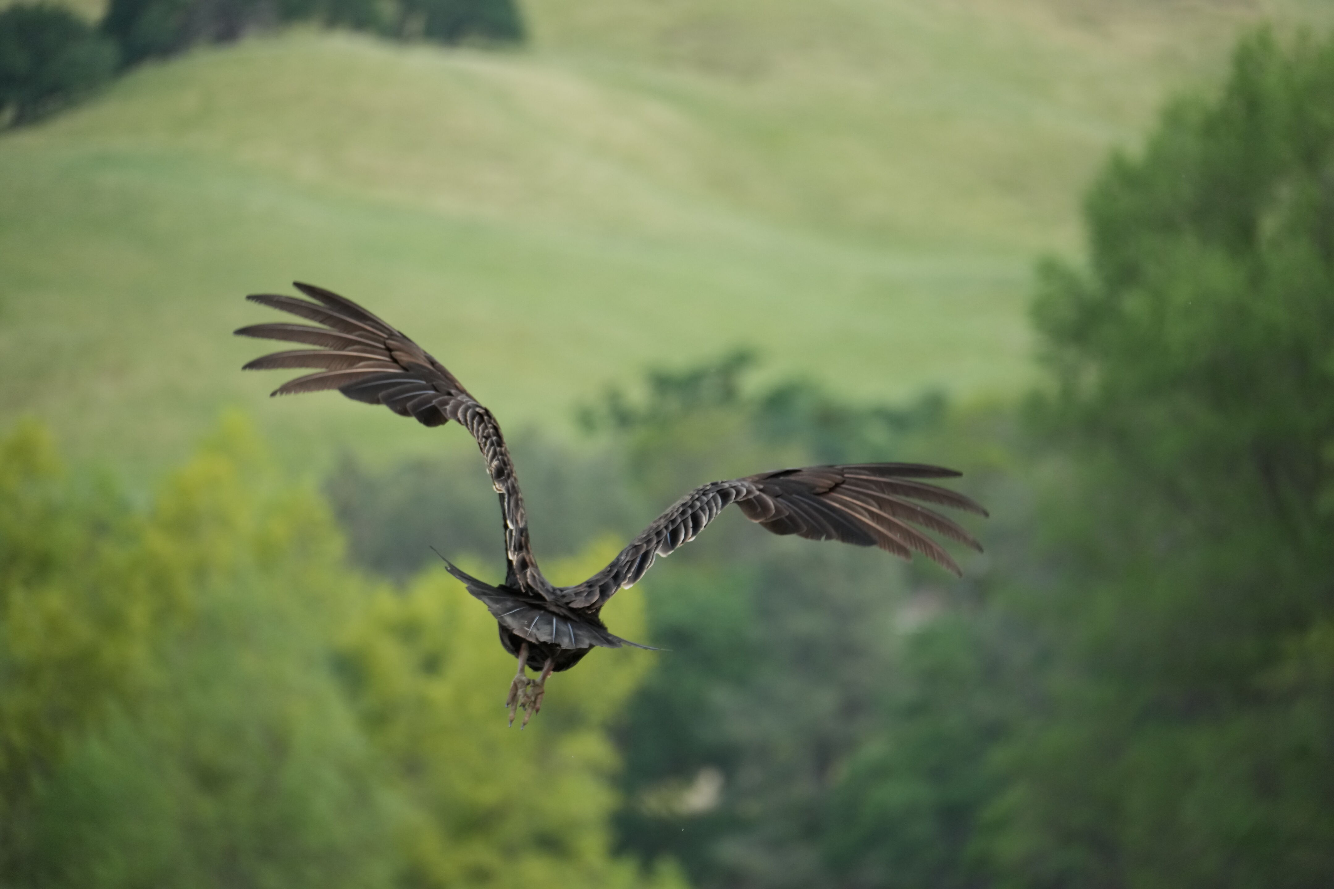 Del Valle Regional Park