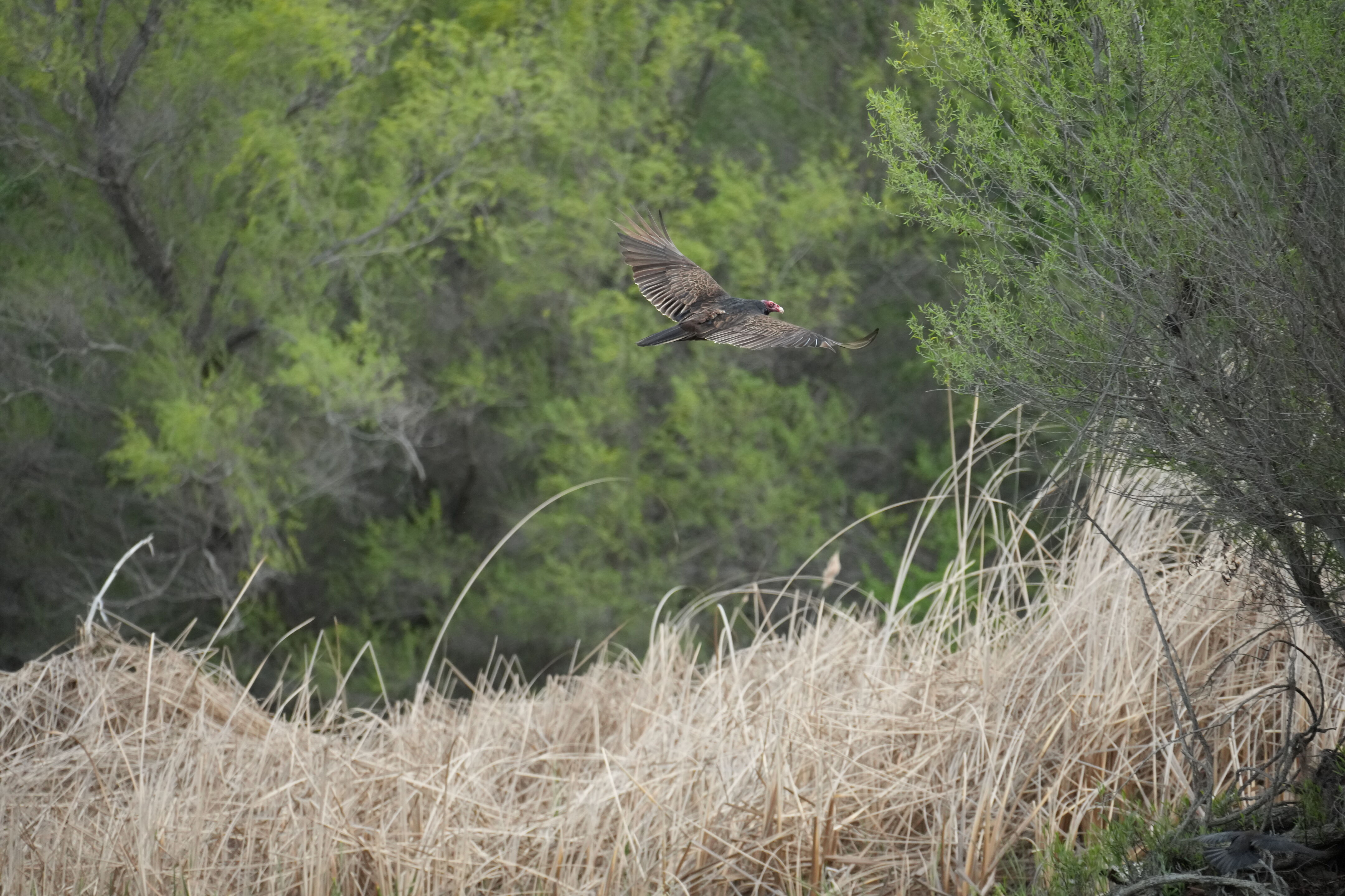 Del Valle Regional Park