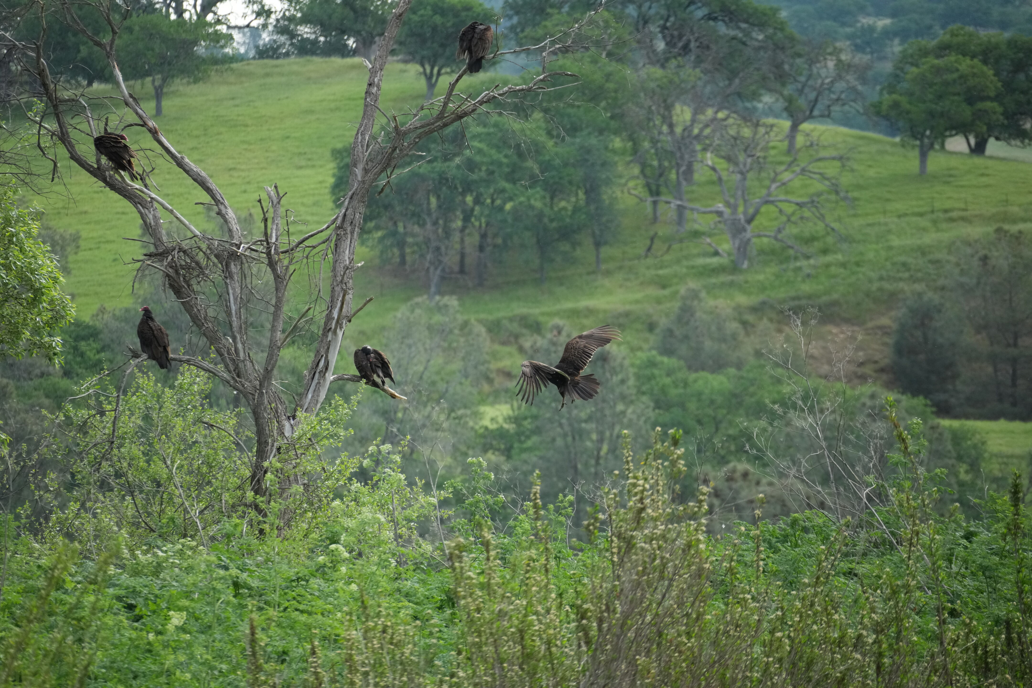 Del Valle Regional Park