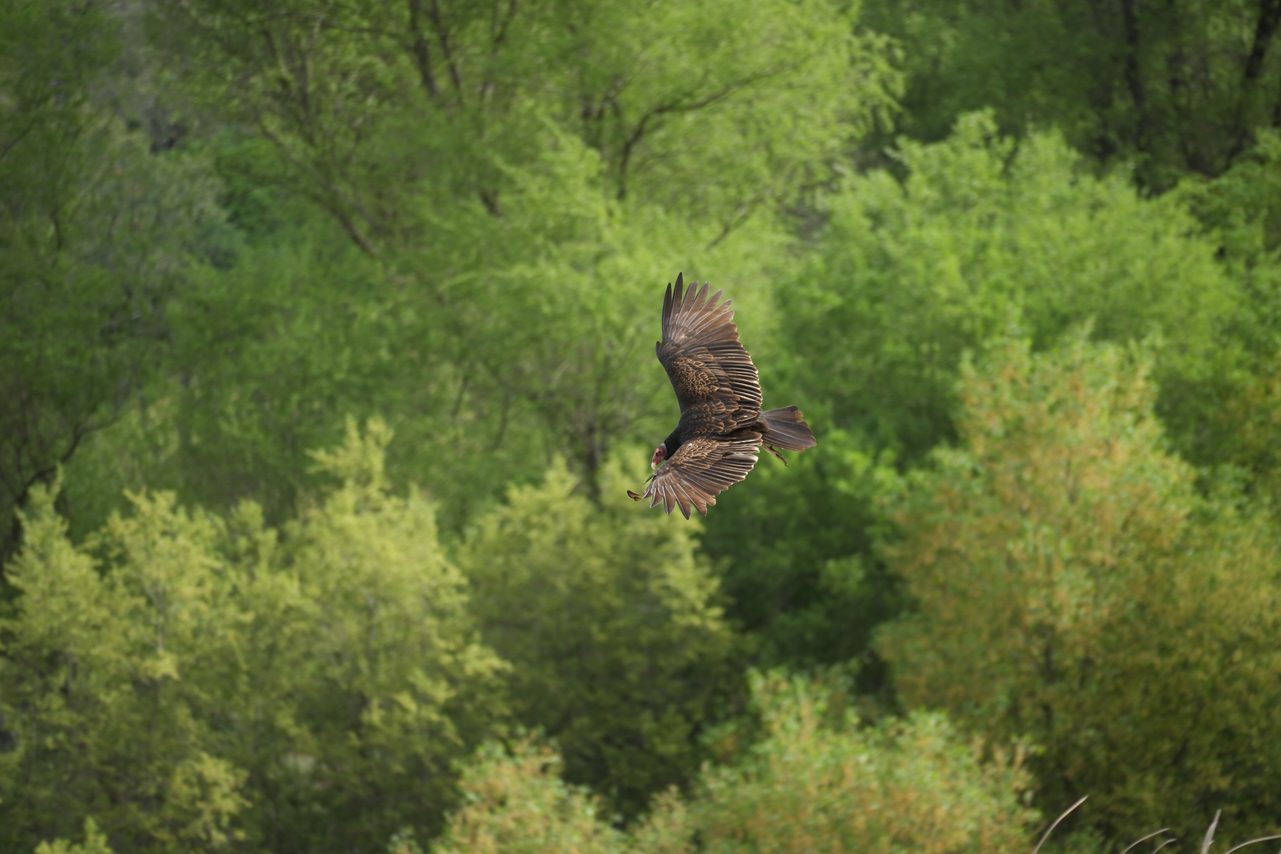 Del Valle Regional Park