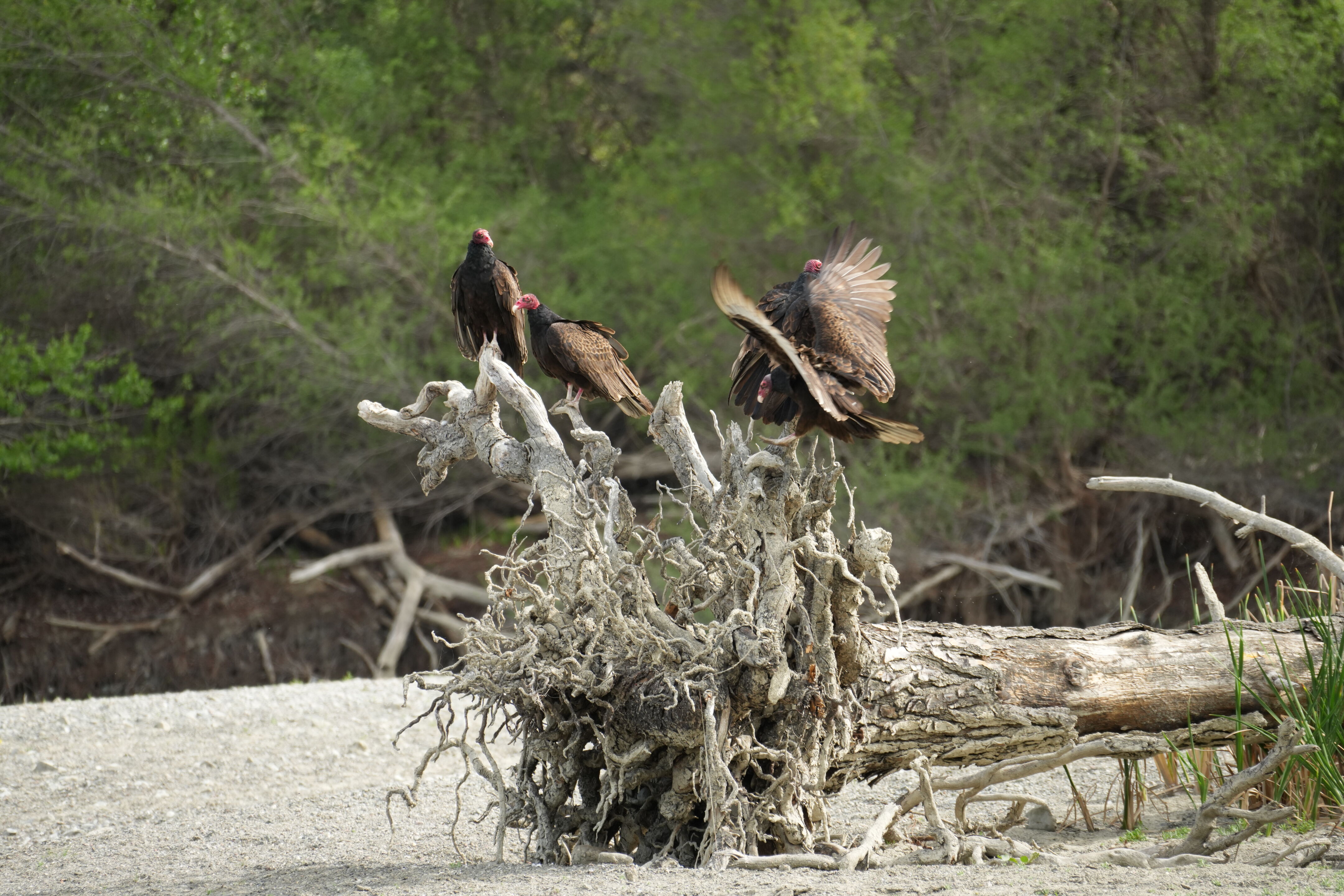 Del Valle Regional Park