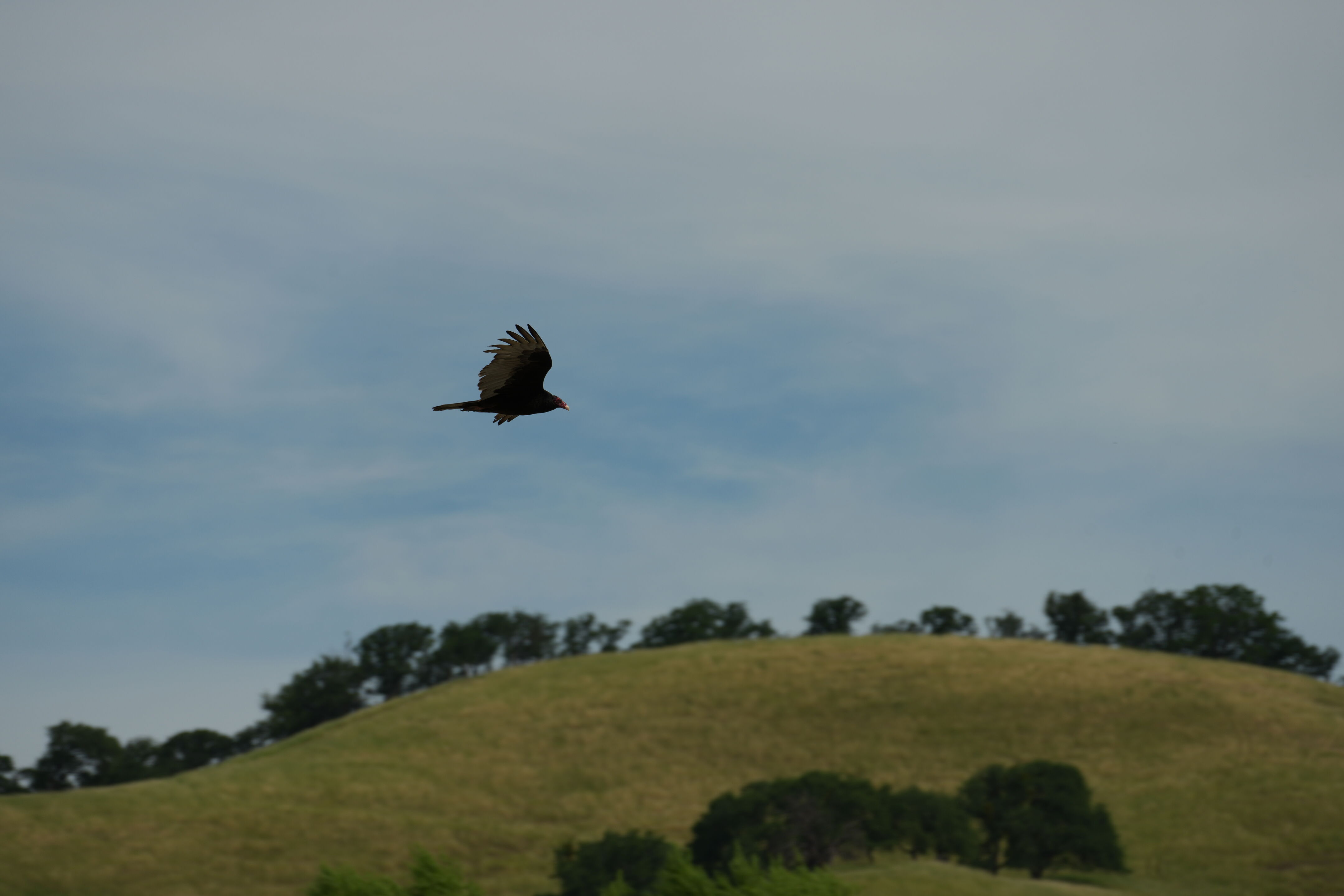 Del Valle Regional Park
