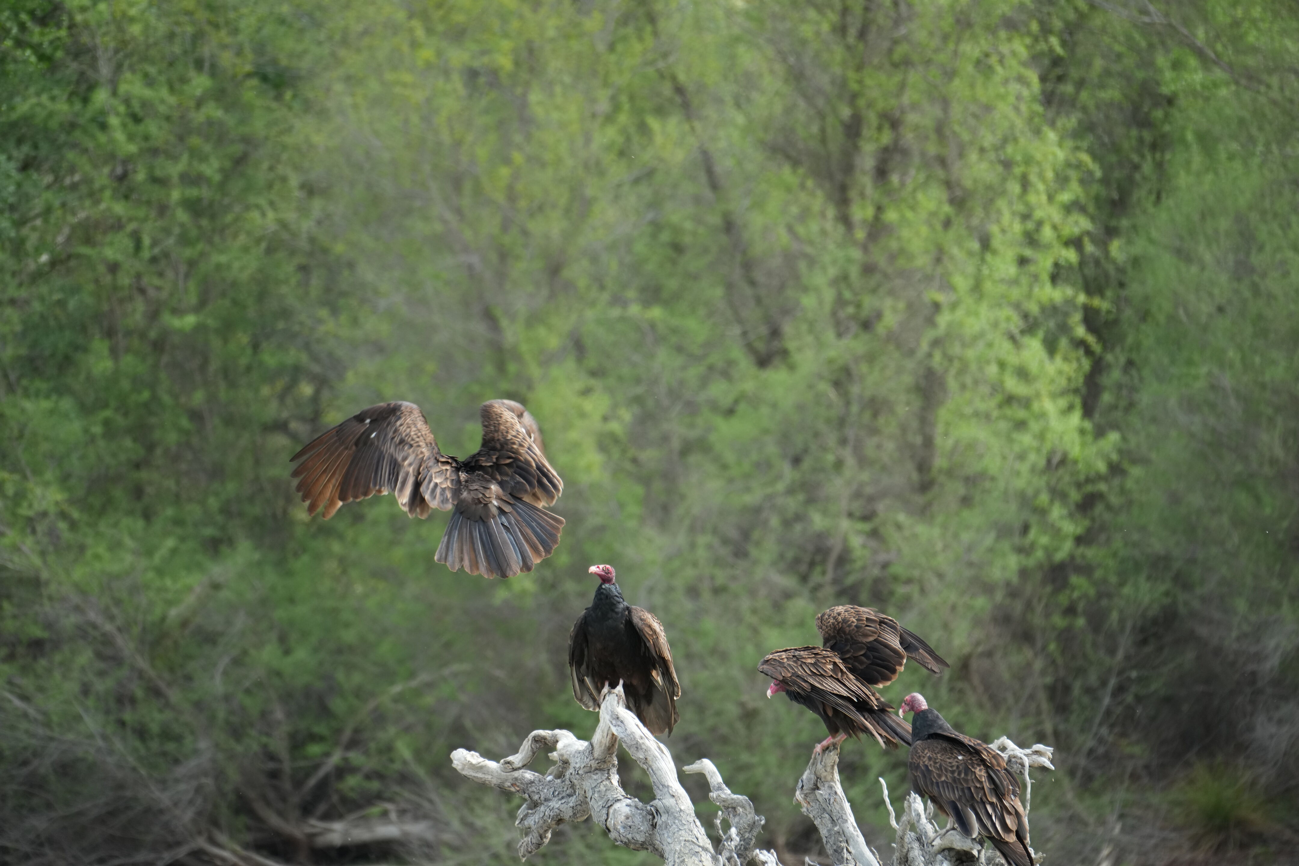 Del Valle Regional Park