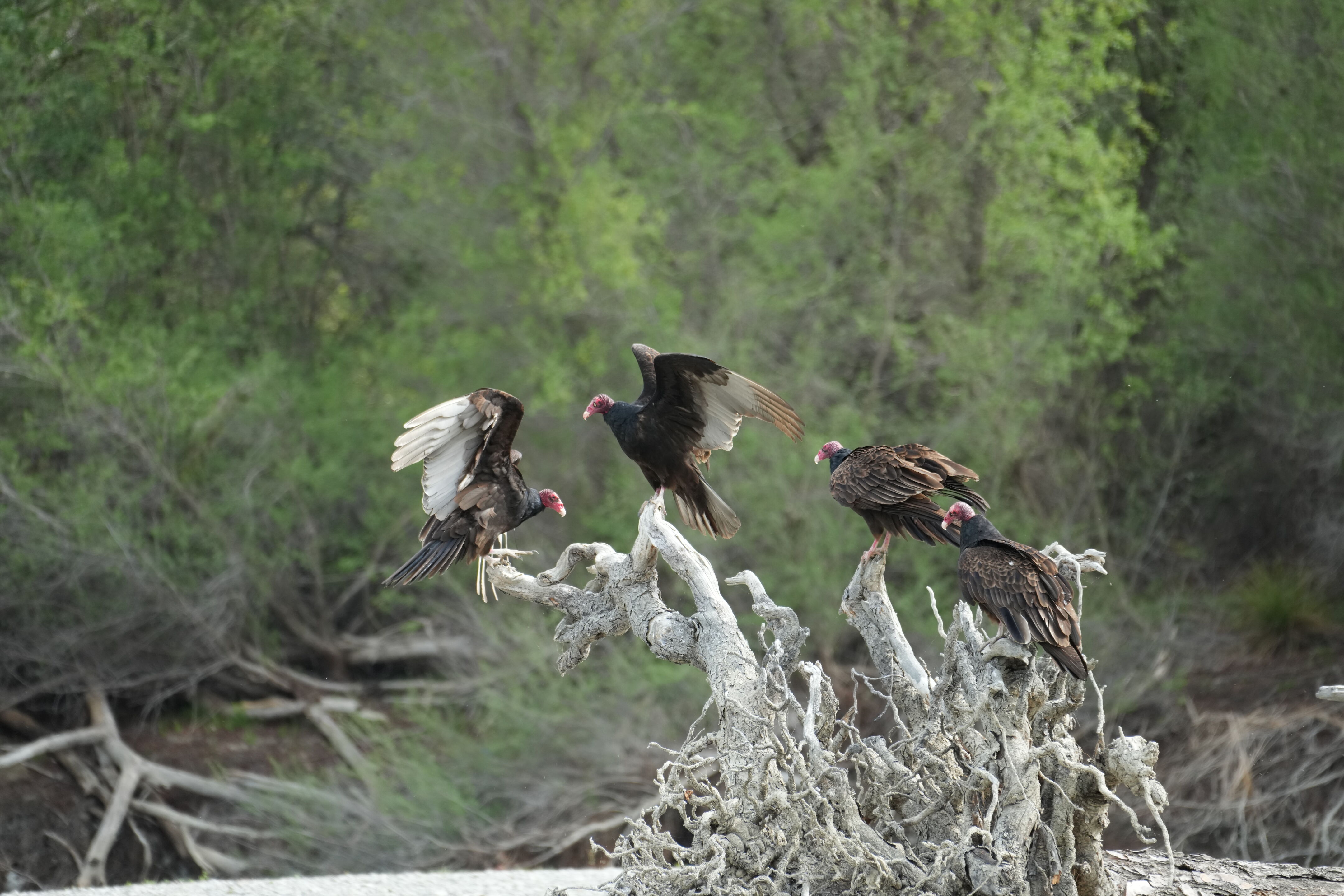 Del Valle Regional Park
