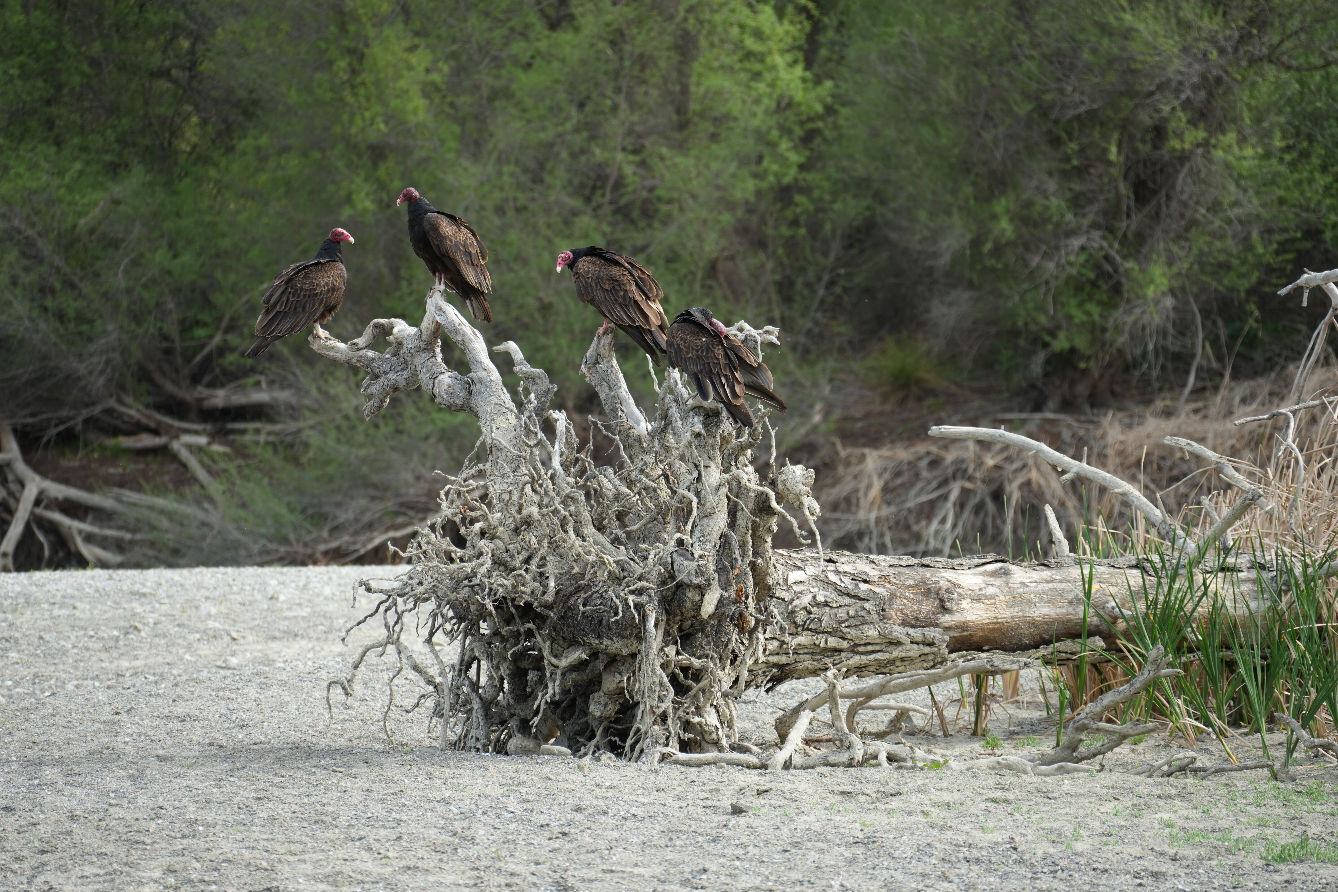 Del Valle Regional Park