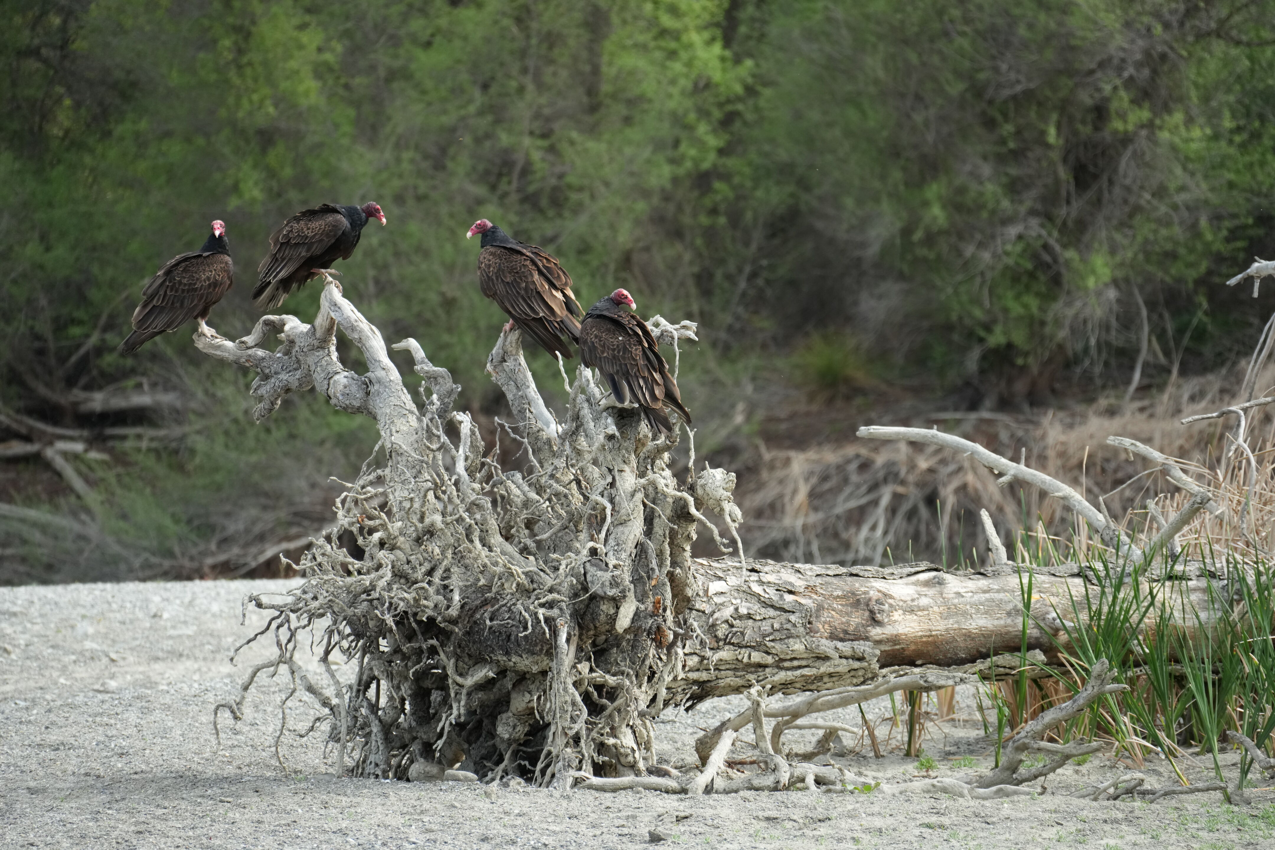 Del Valle Regional Park