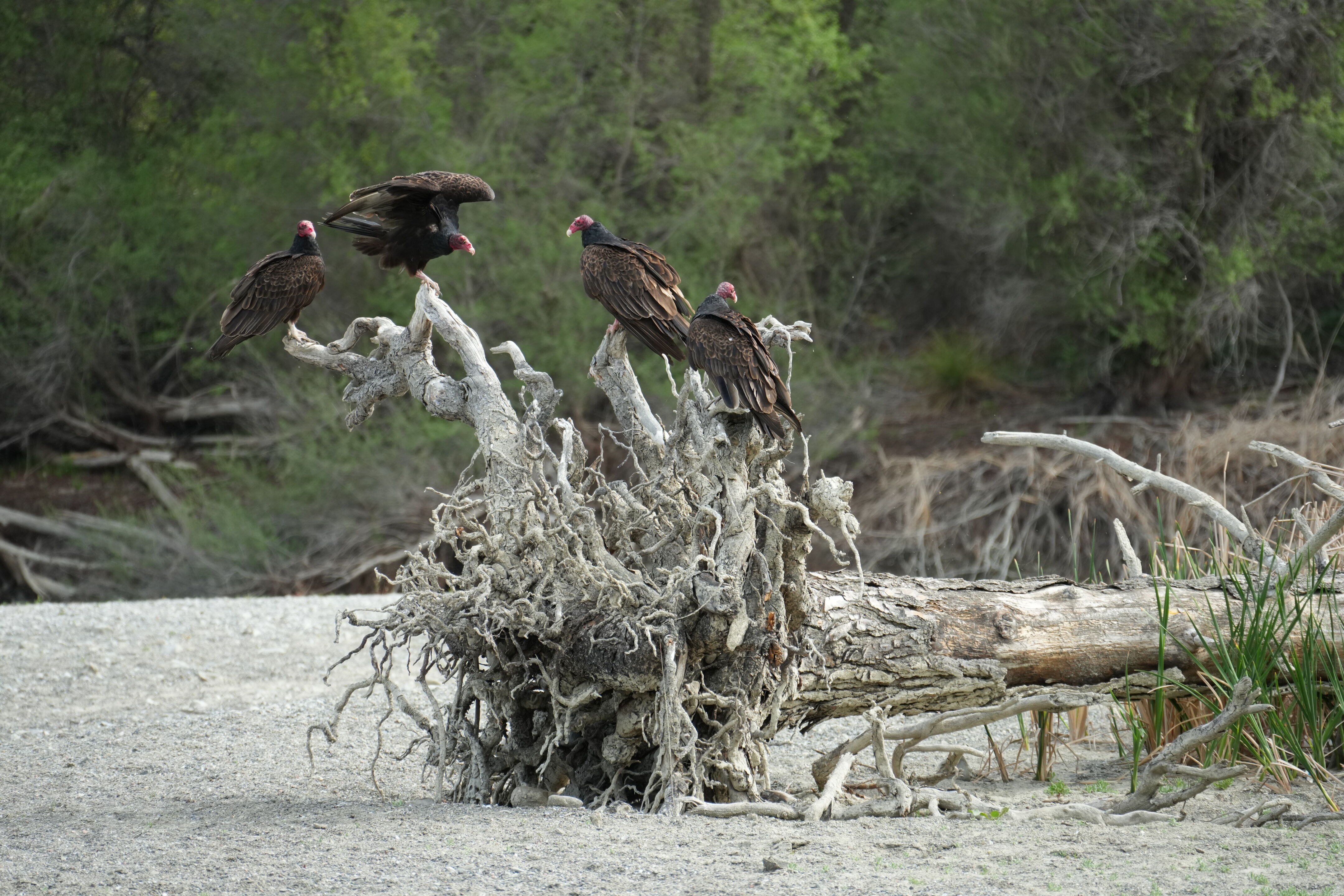 Del Valle Regional Park