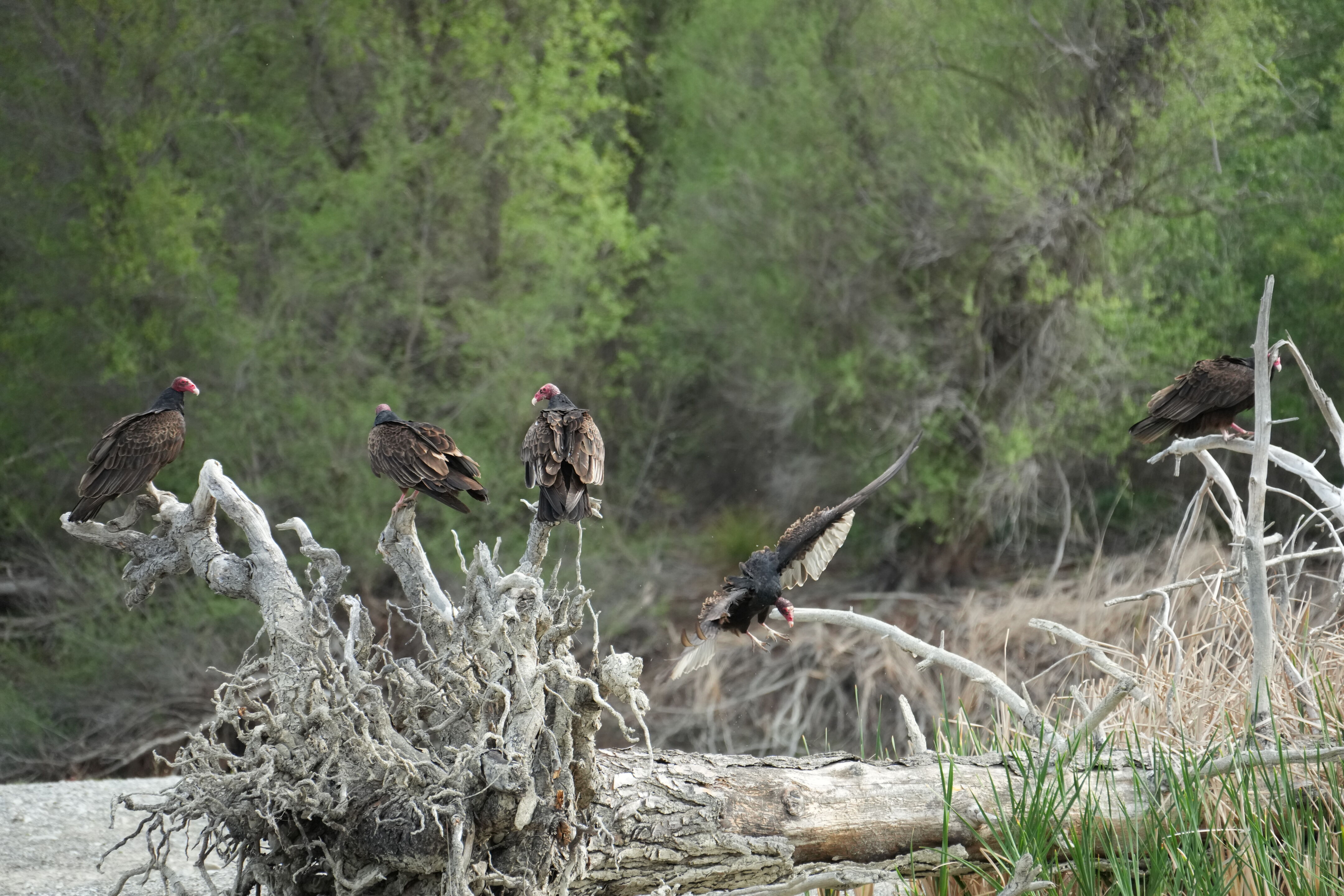 Del Valle Regional Park