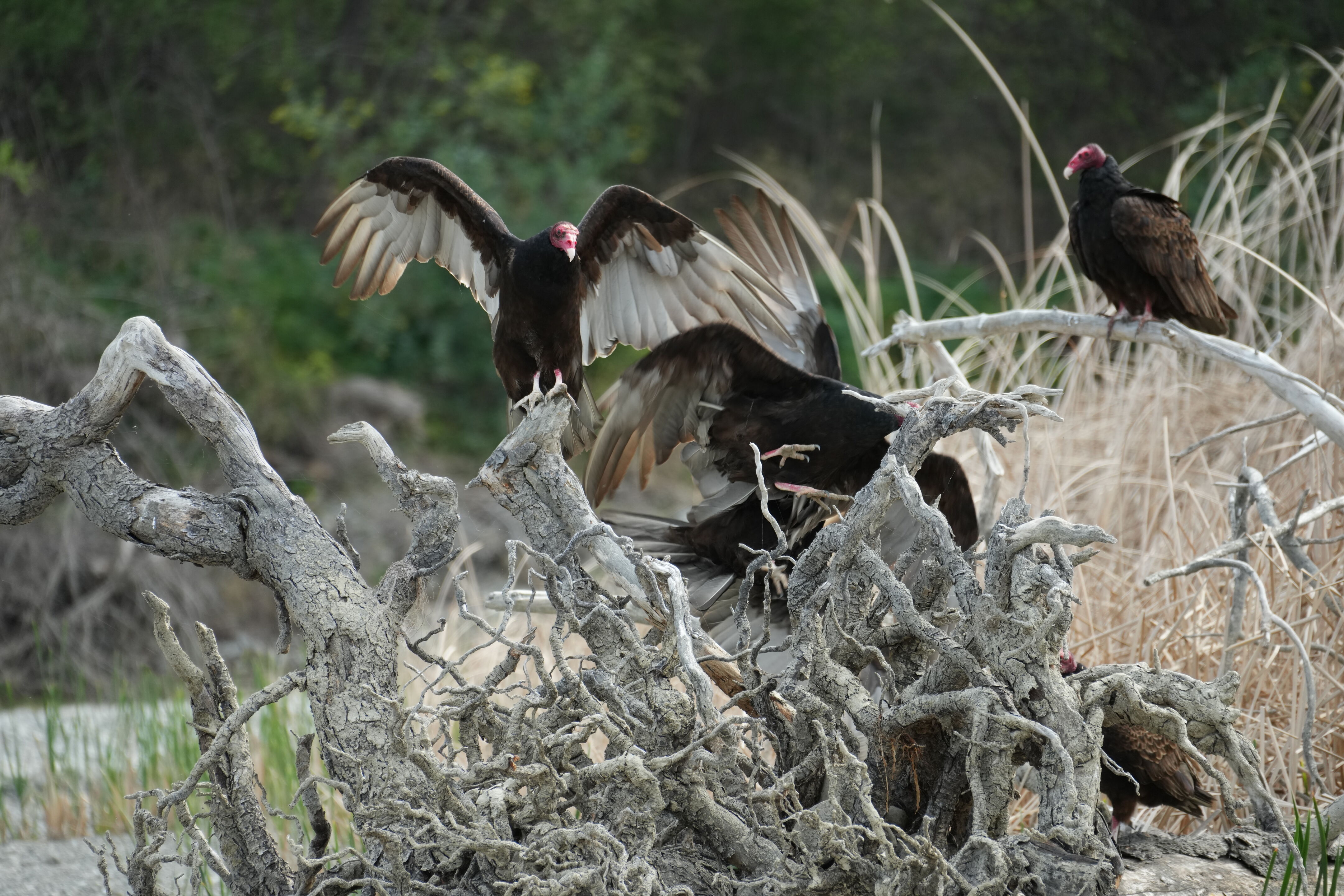 Del Valle Regional Park