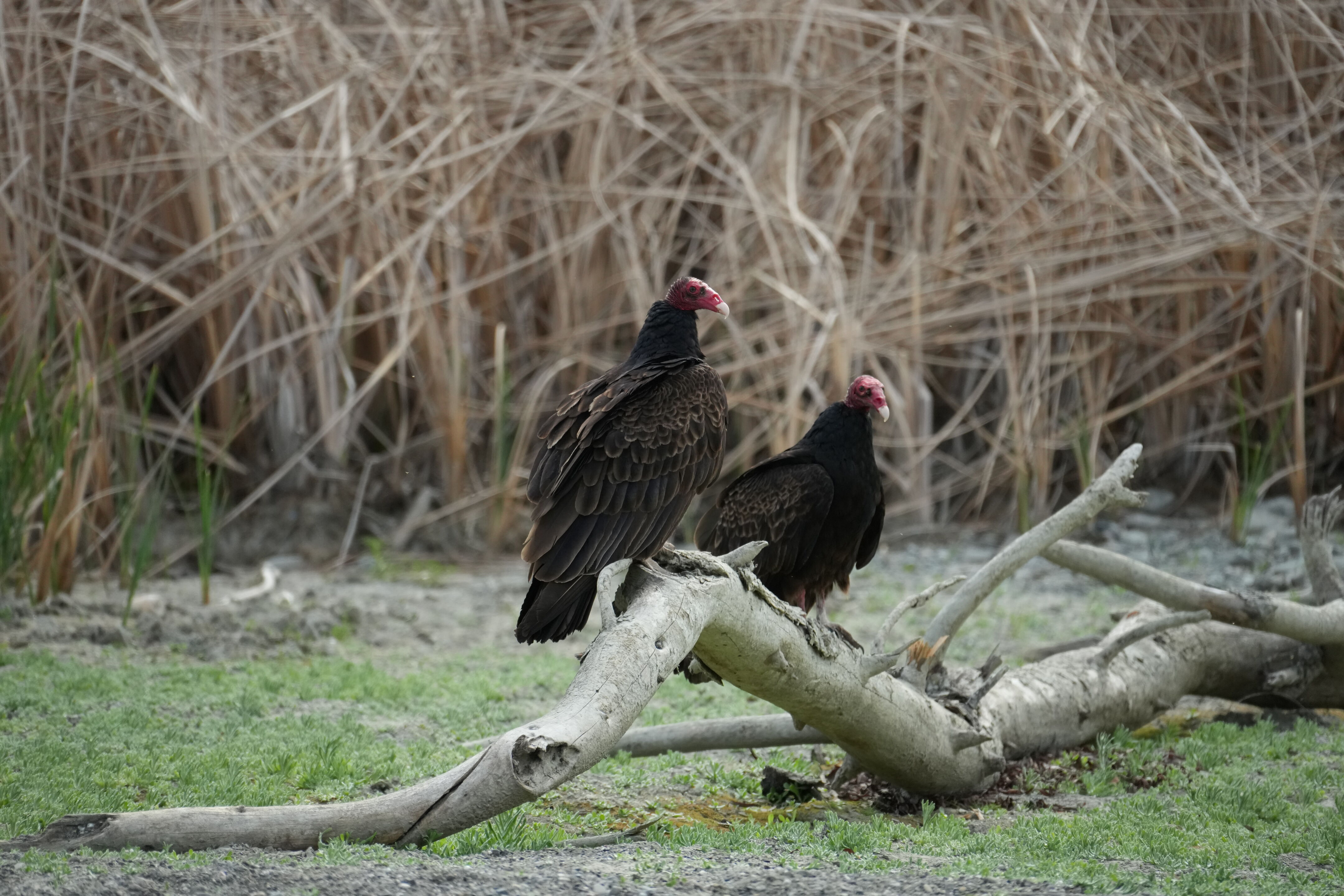 Del Valle Regional Park