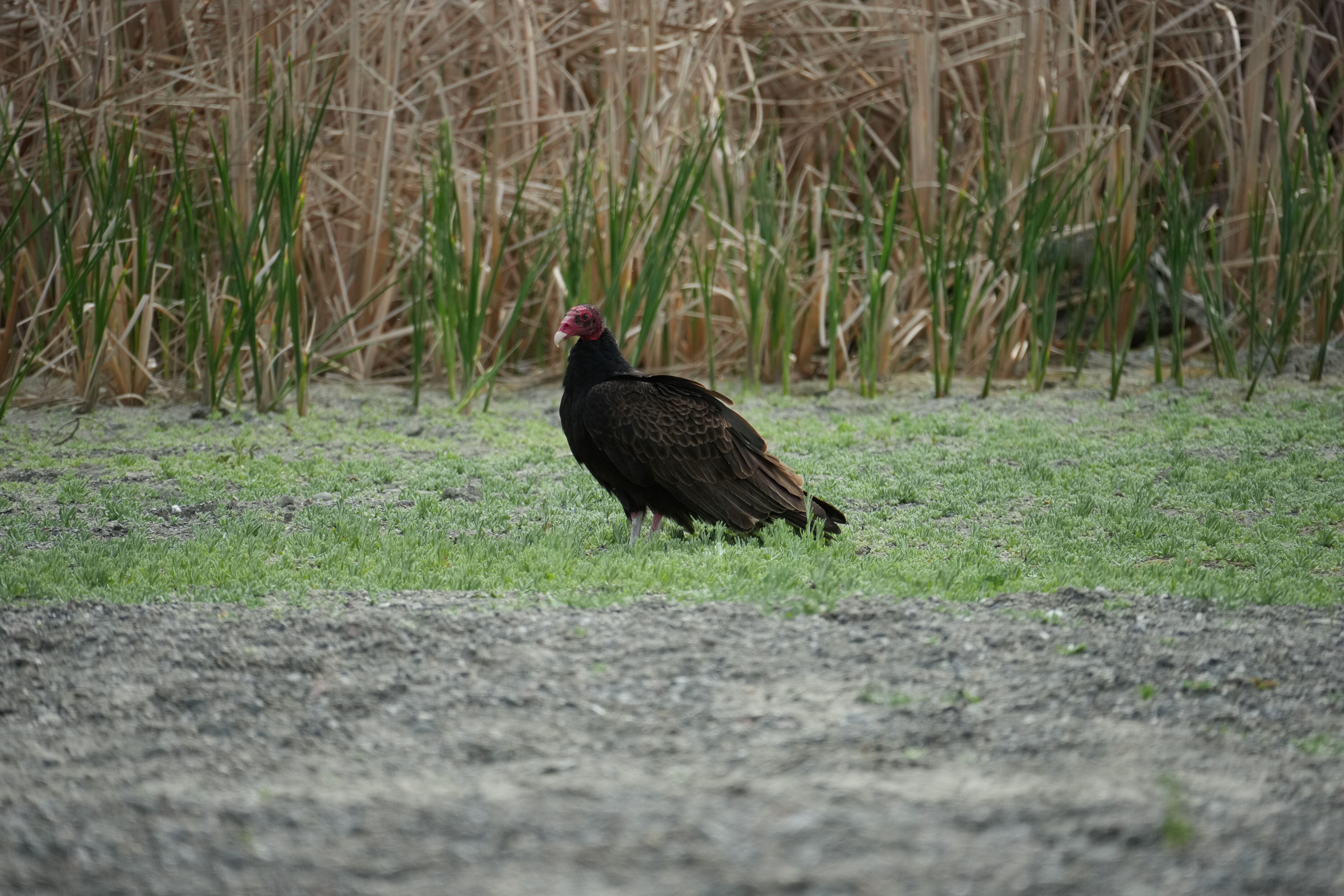 Del Valle Regional Park