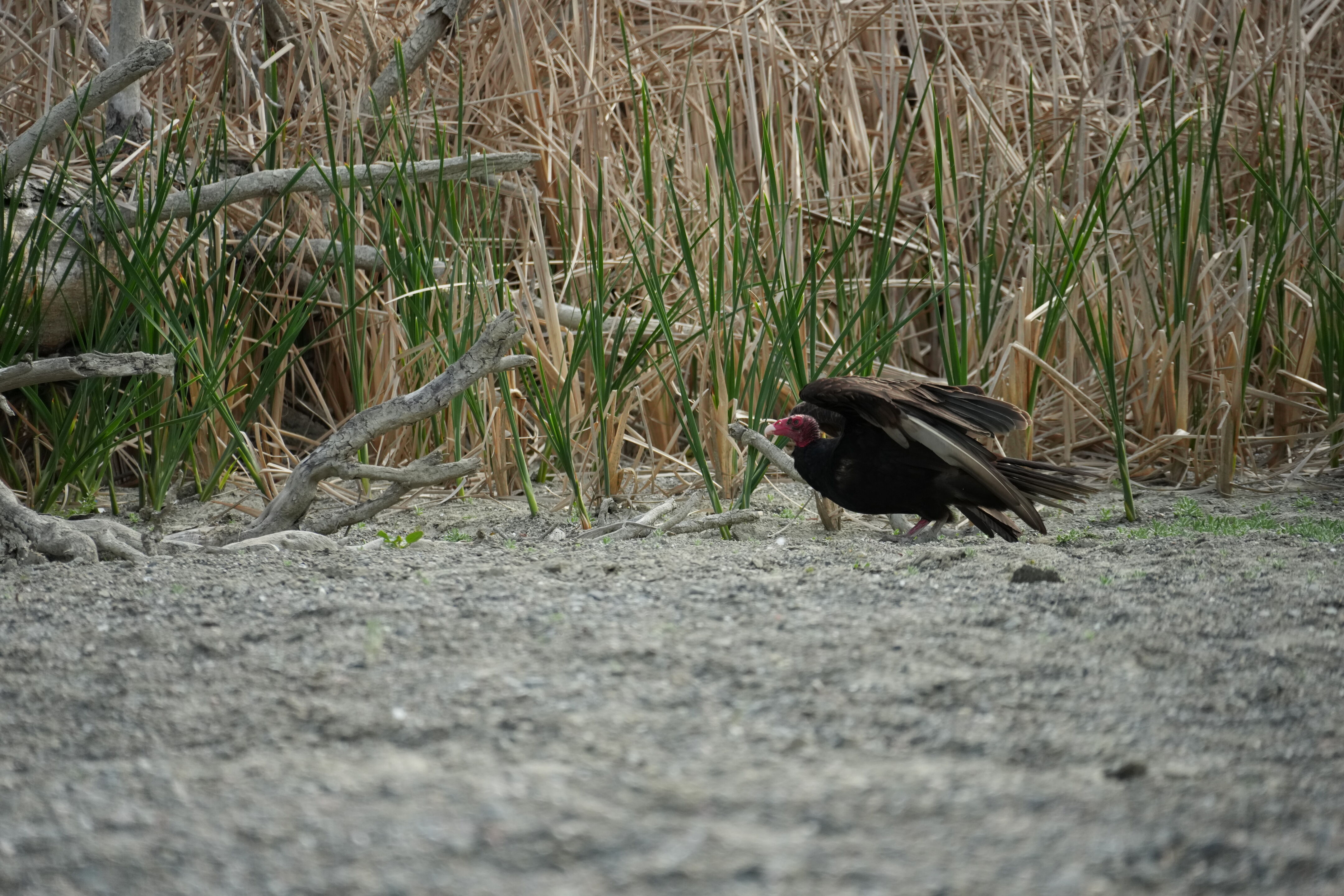 Del Valle Regional Park