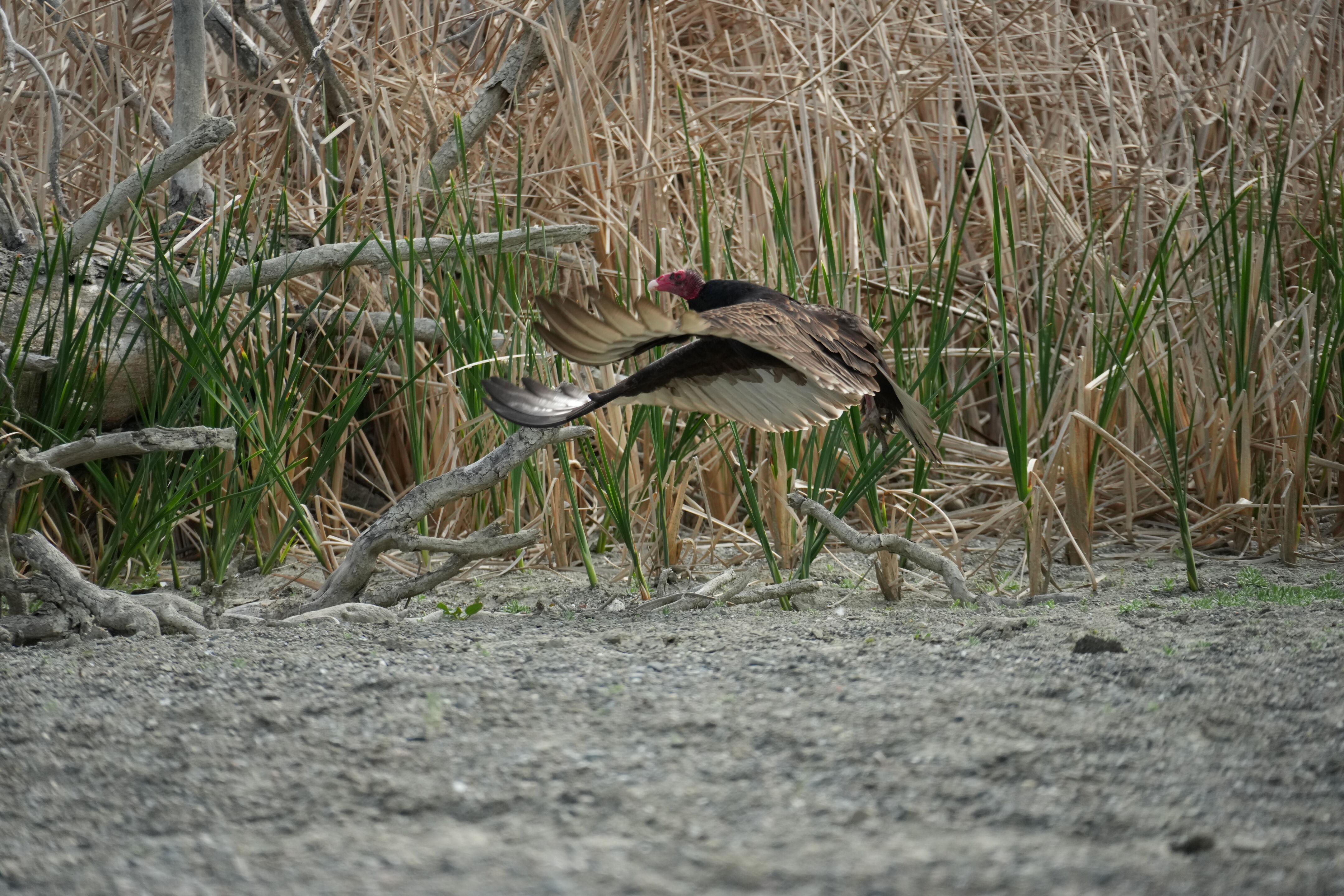 Del Valle Regional Park