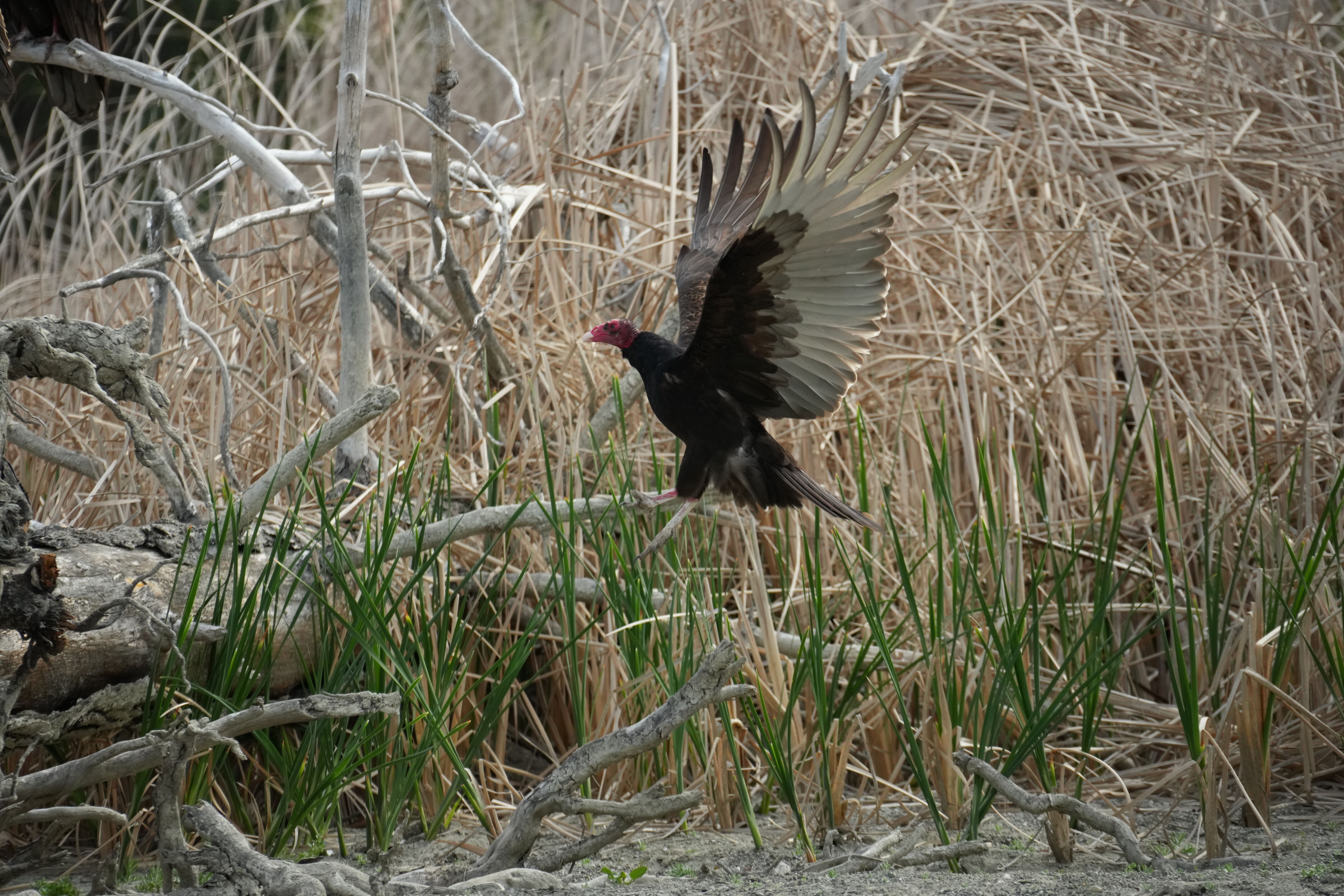 Del Valle Regional Park