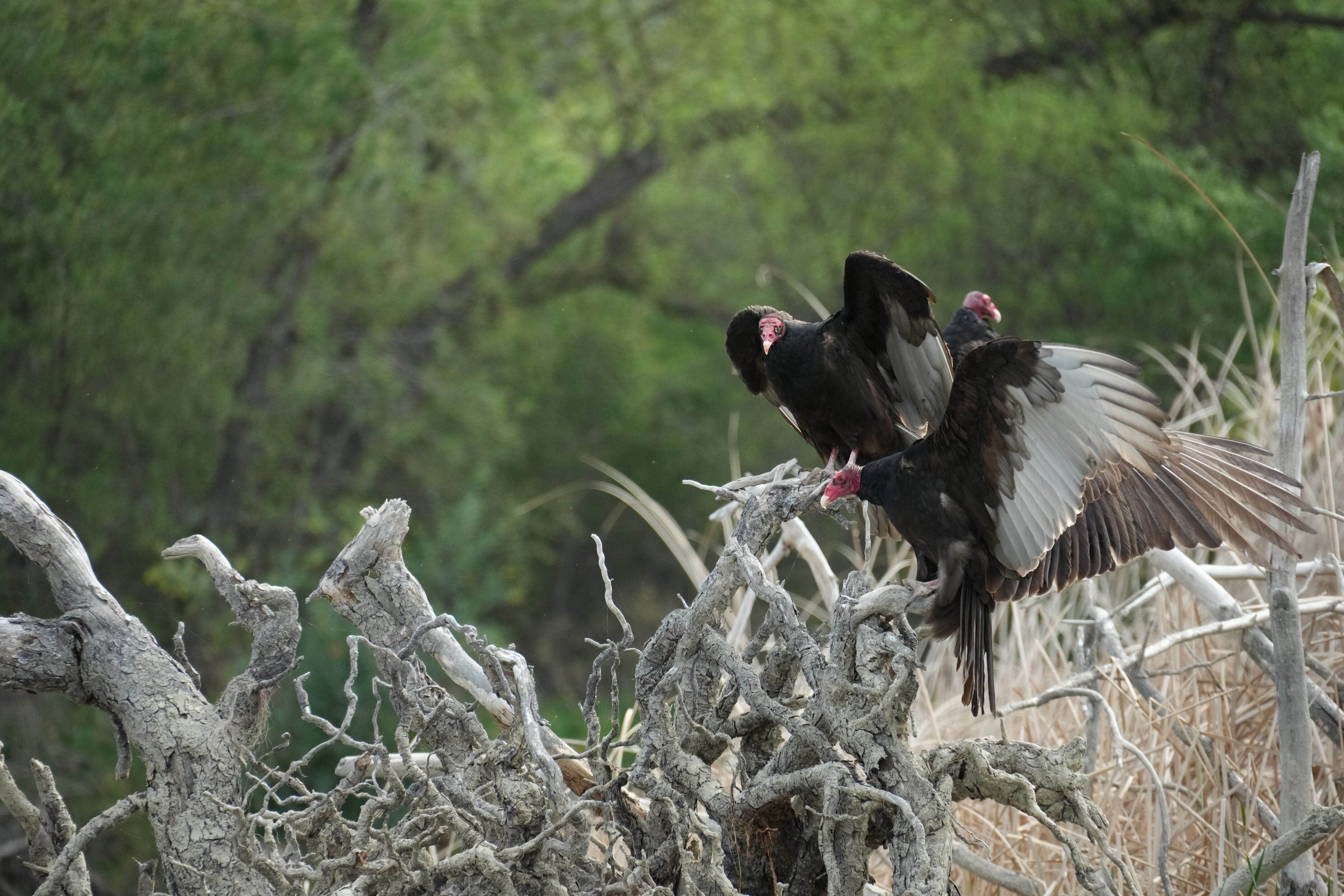 Del Valle Regional Park